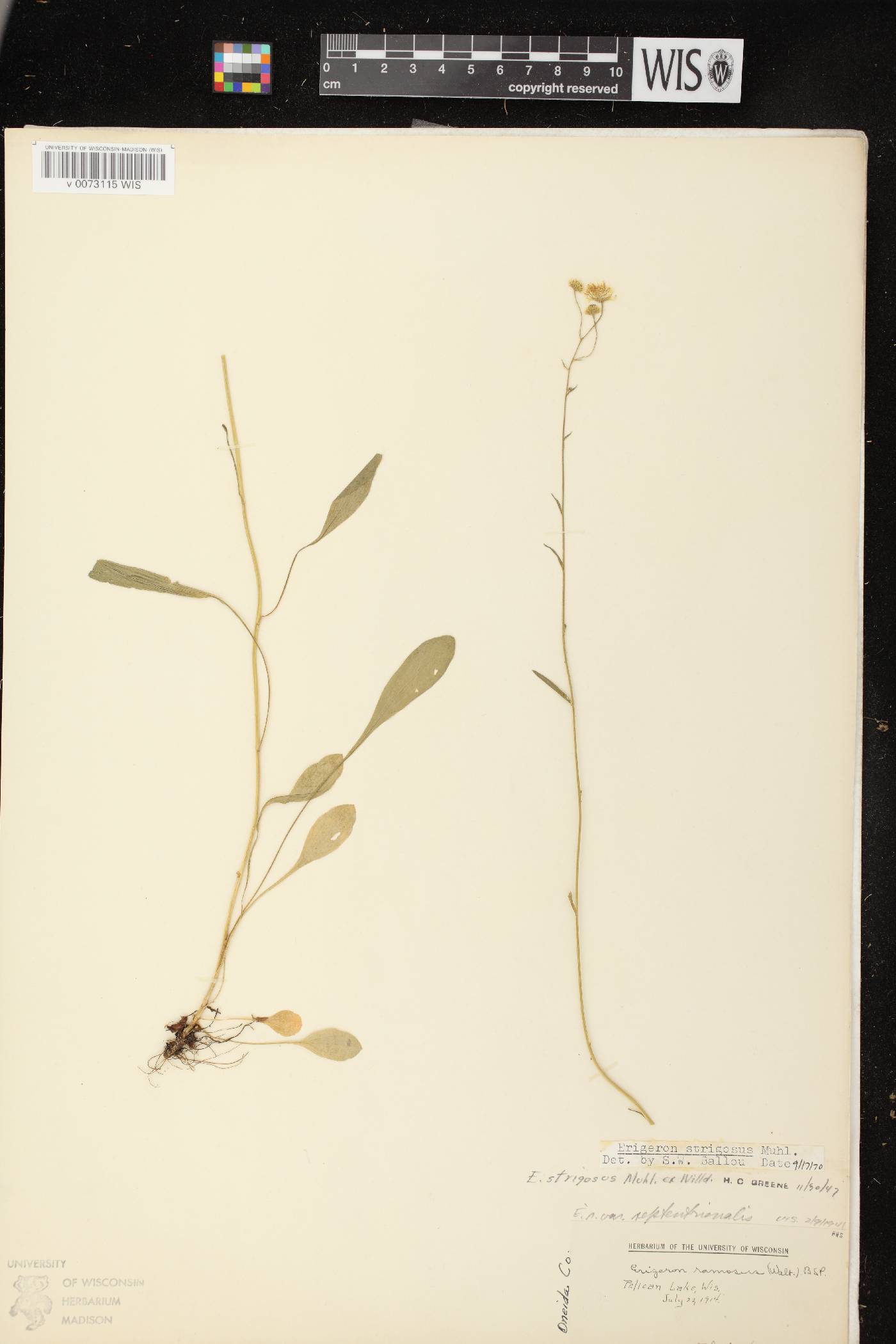 Erigeron strigosus image