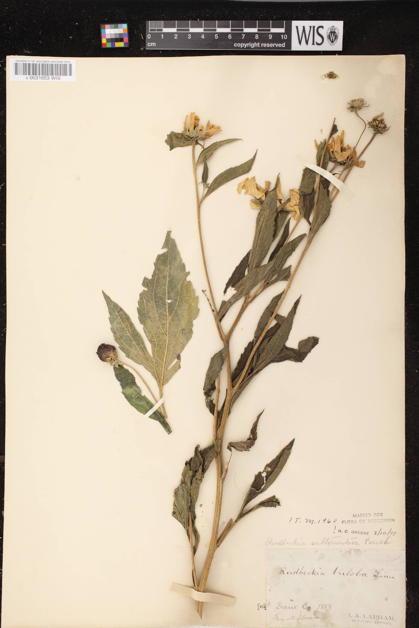 Rudbeckia subtomentosa image