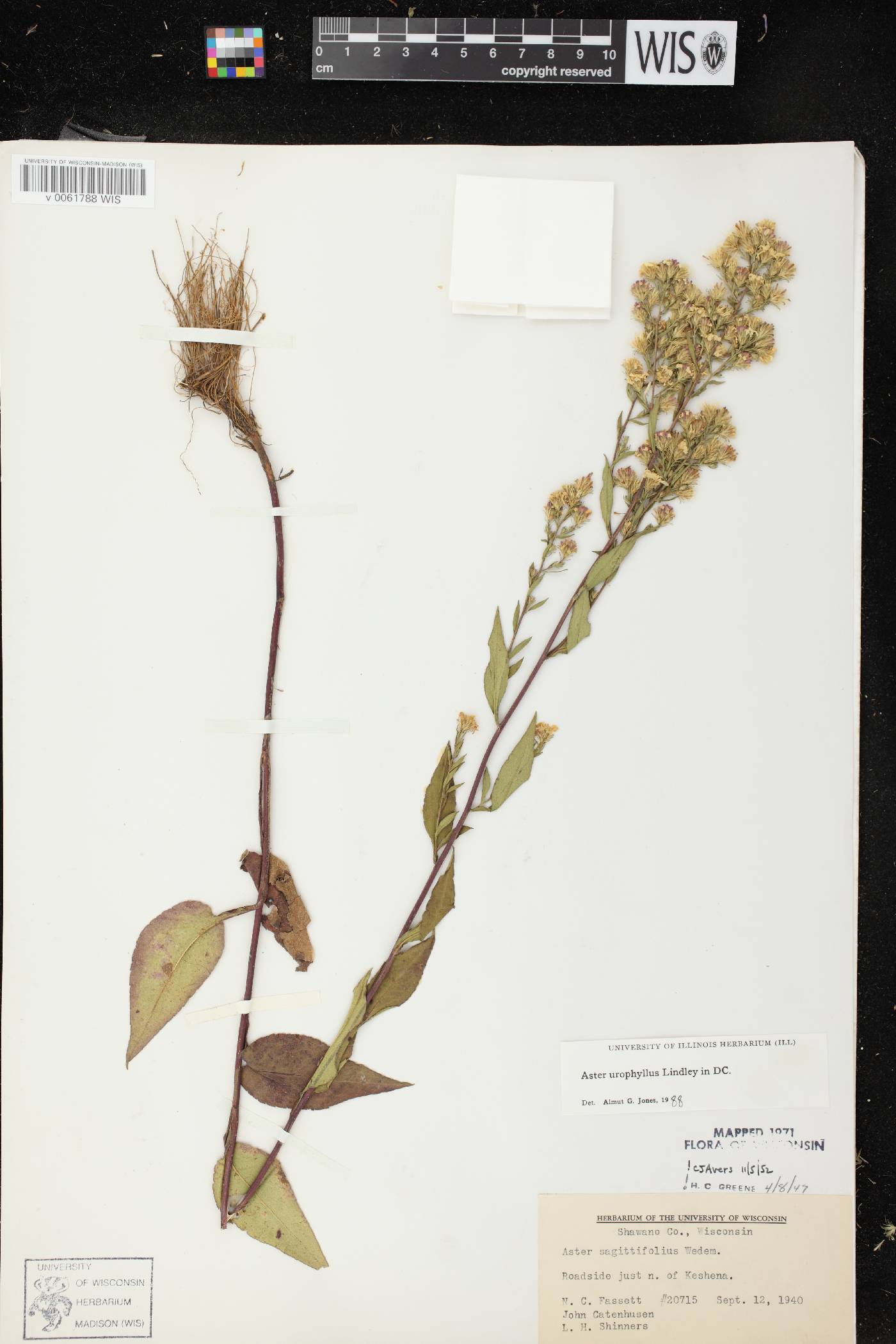 Symphyotrichum urophyllum image