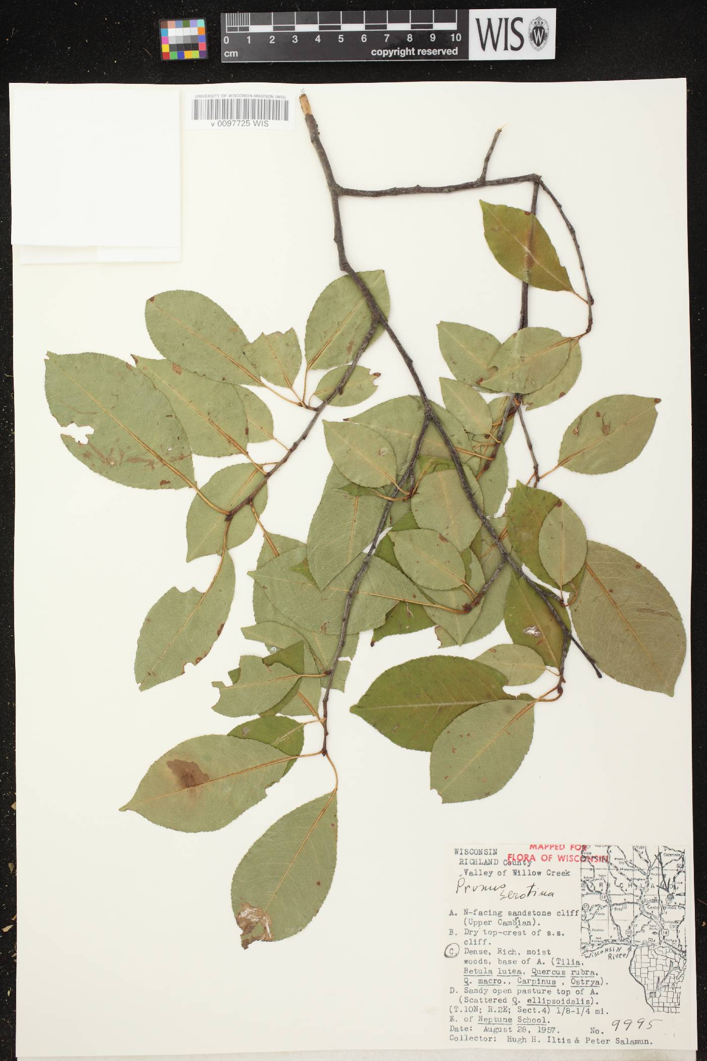 Prunus serotina image