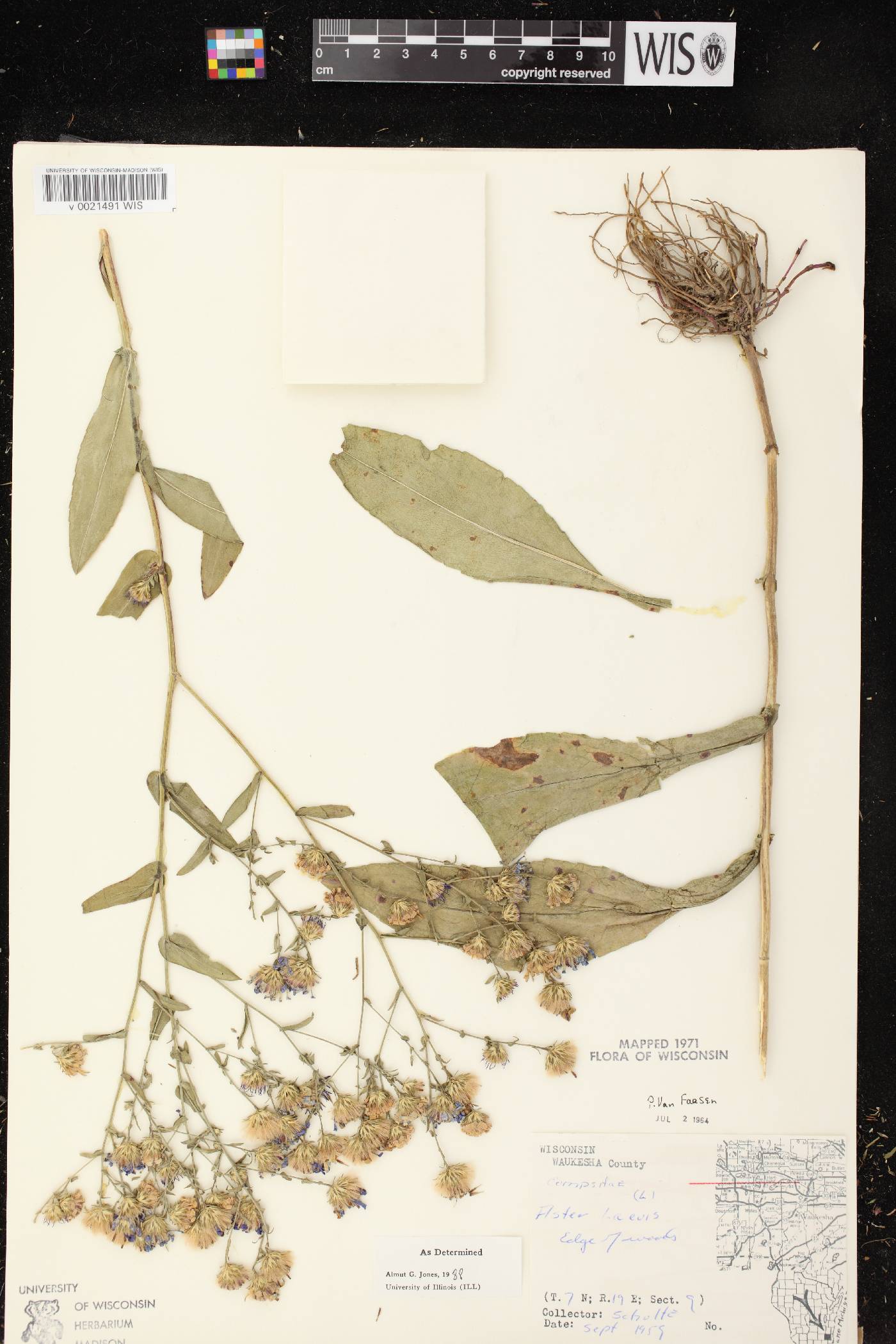 Symphyotrichum laeve image