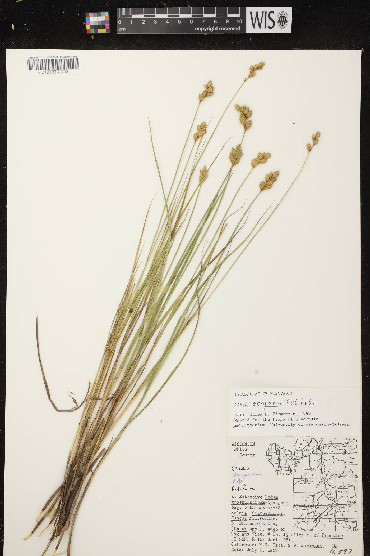 Carex scoparia var. scoparia image