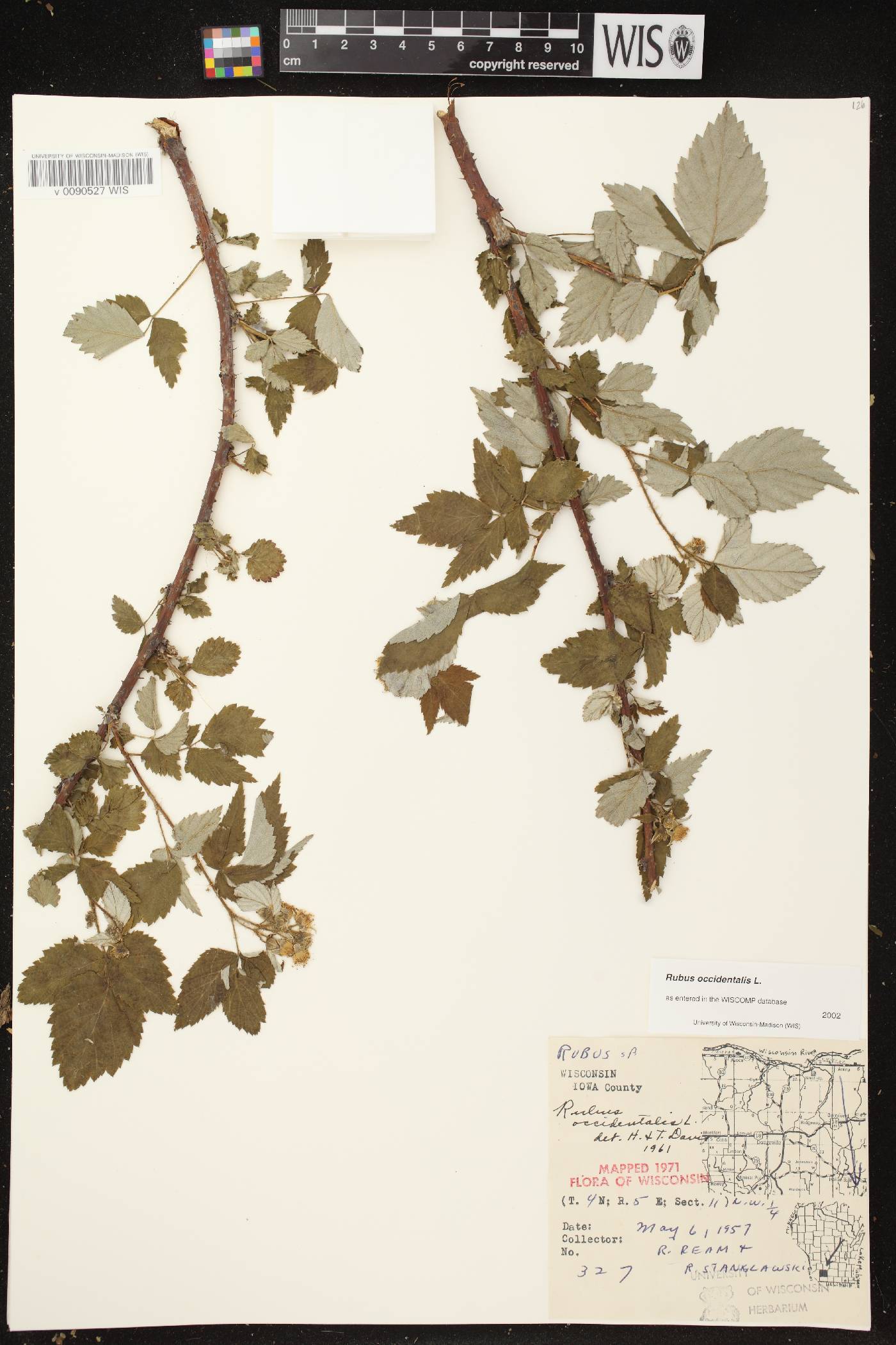 Rubus occidentalis image