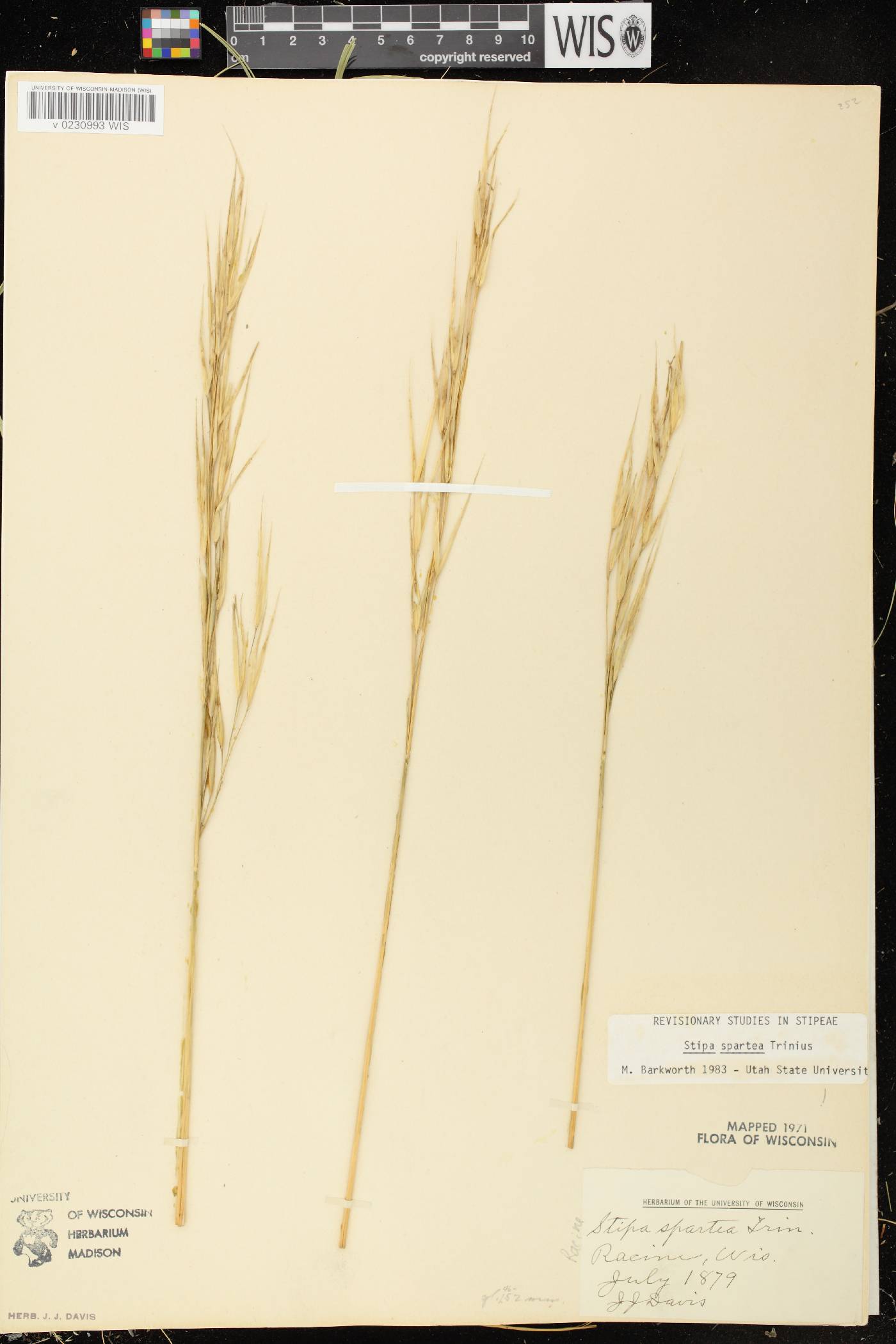 Hesperostipa spartea image