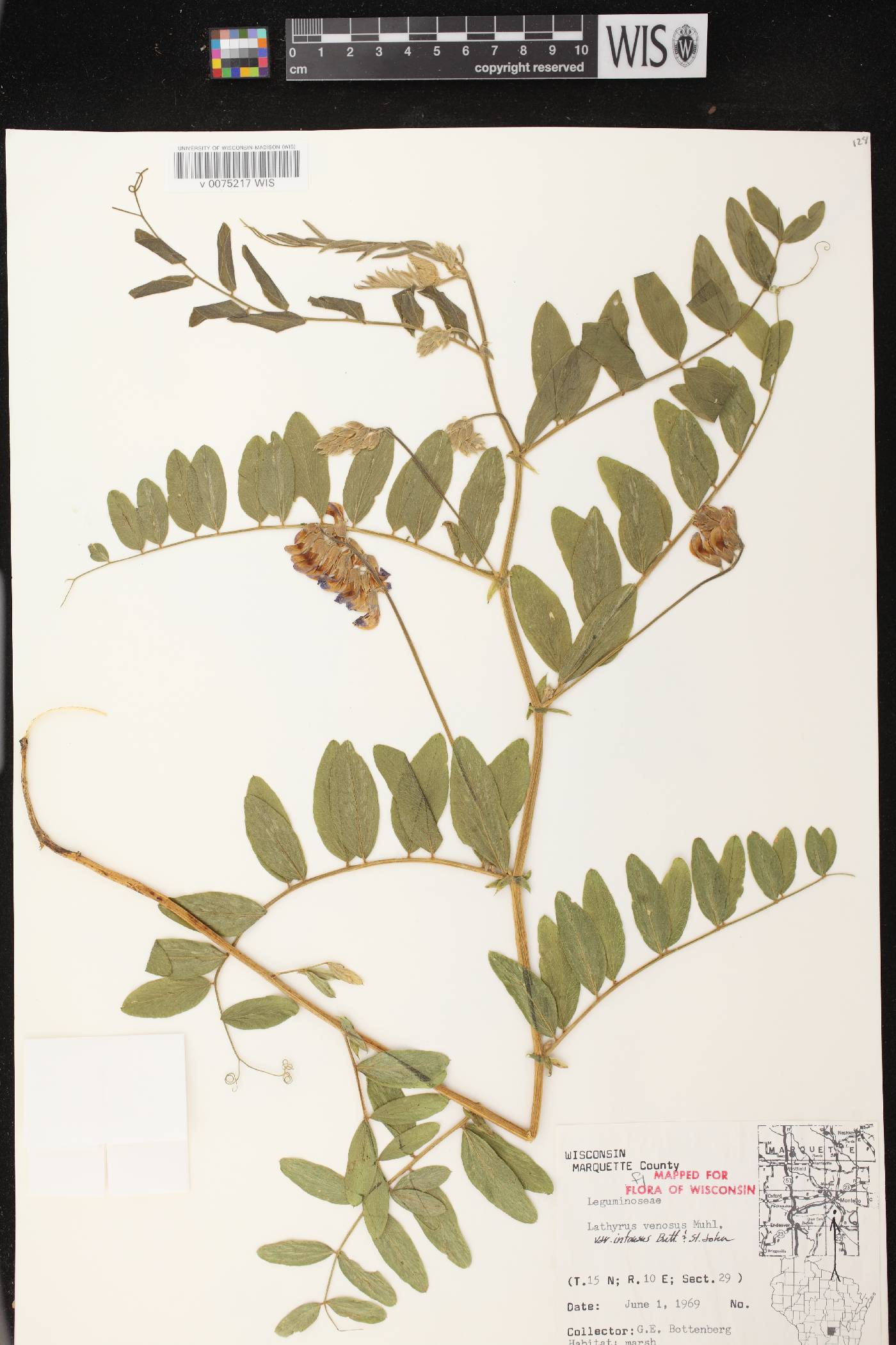 Lathyrus venosus image