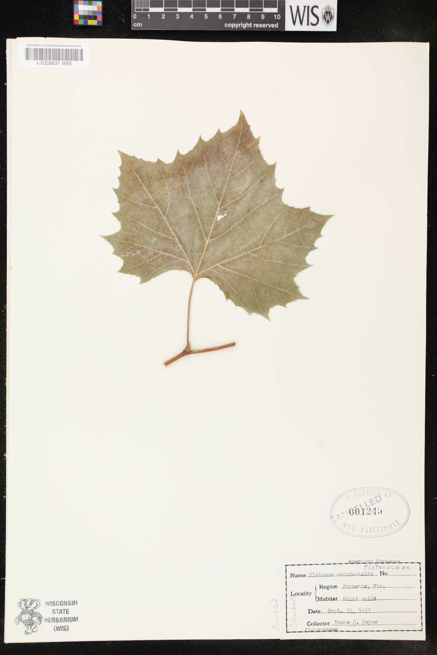 Platanus occidentalis image