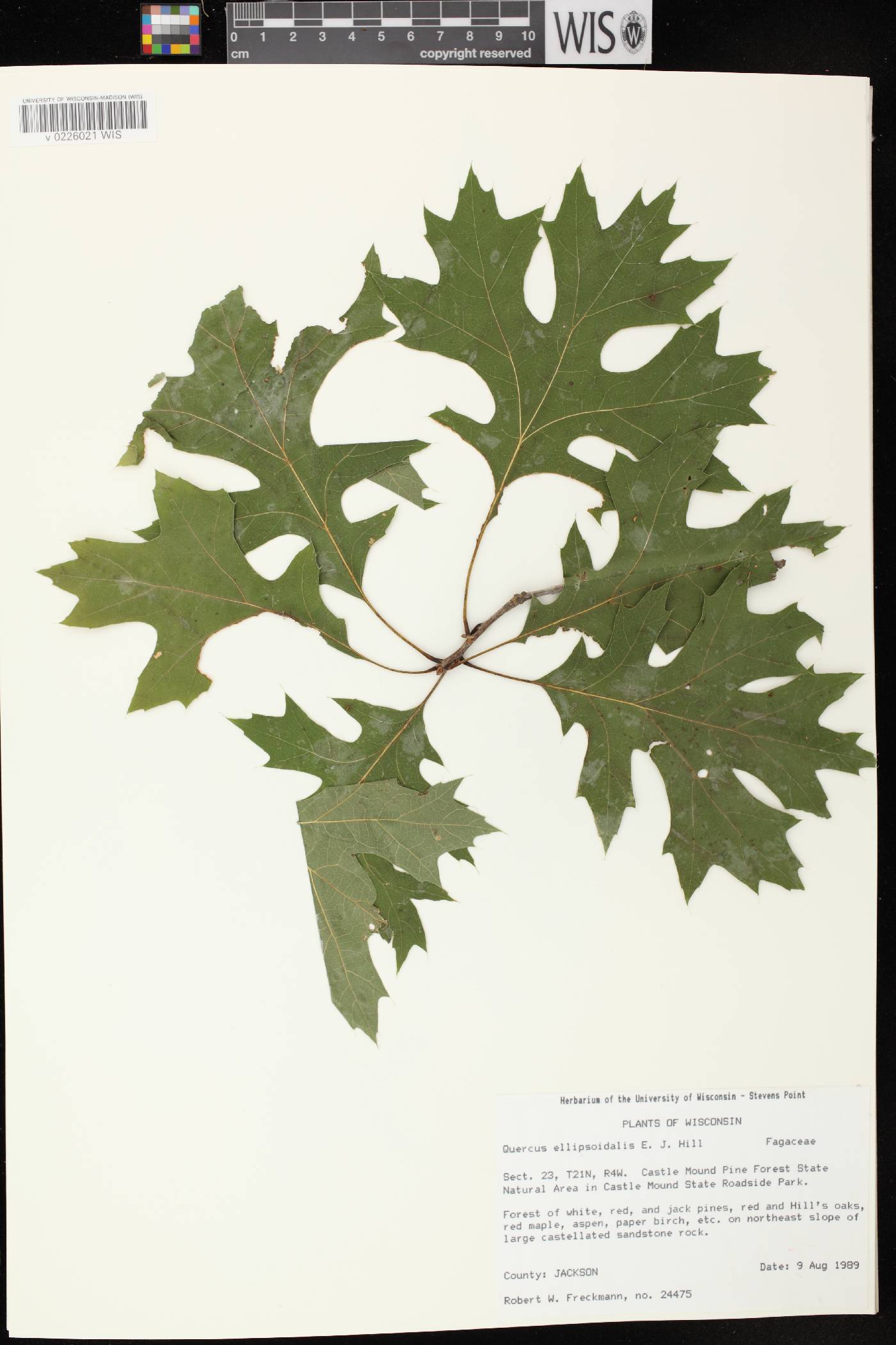 Quercus ellipsoidalis image