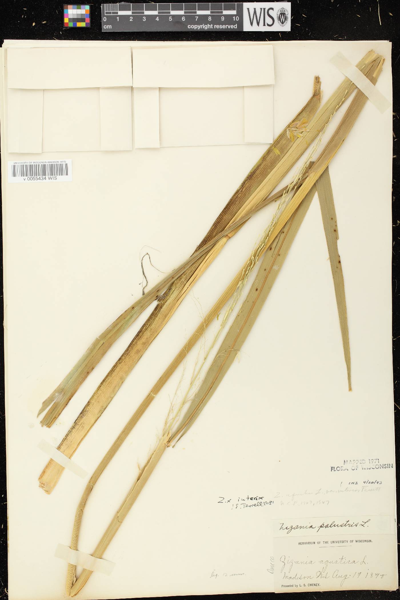Zizania palustris var. interior image