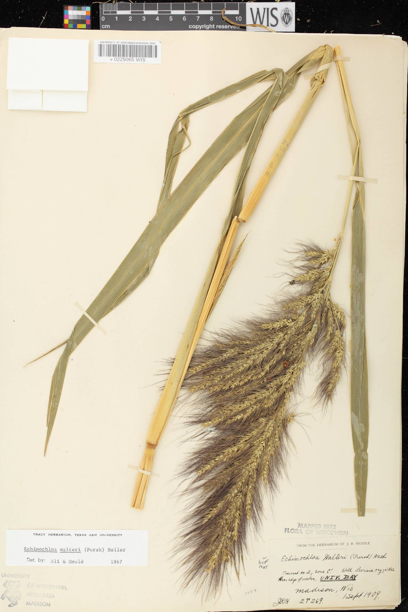 Echinochloa walteri image