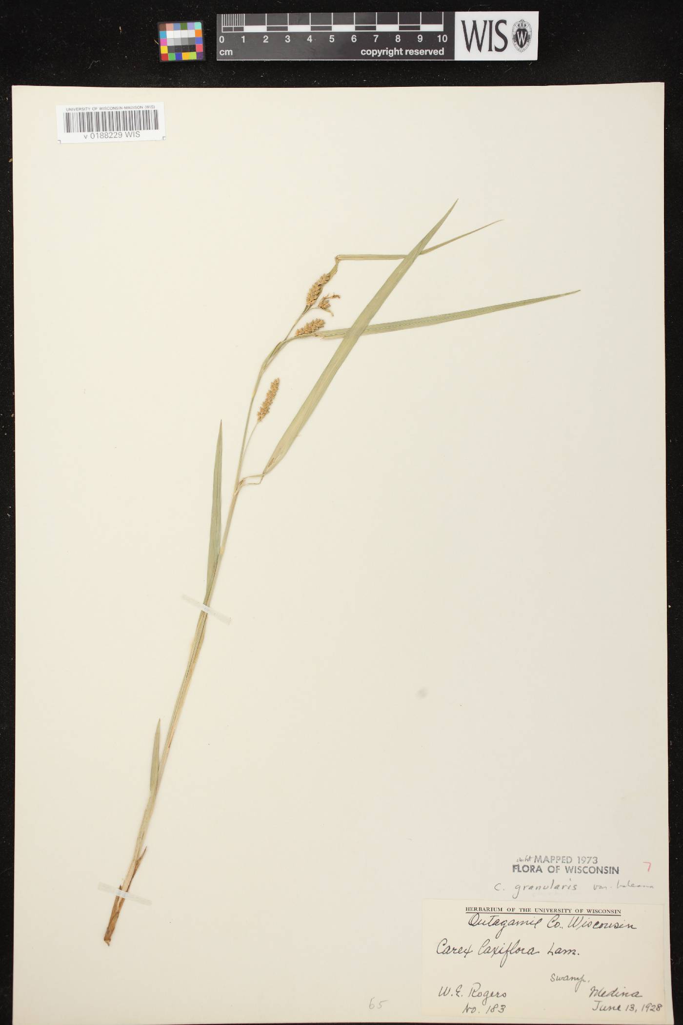 Carex granularis image