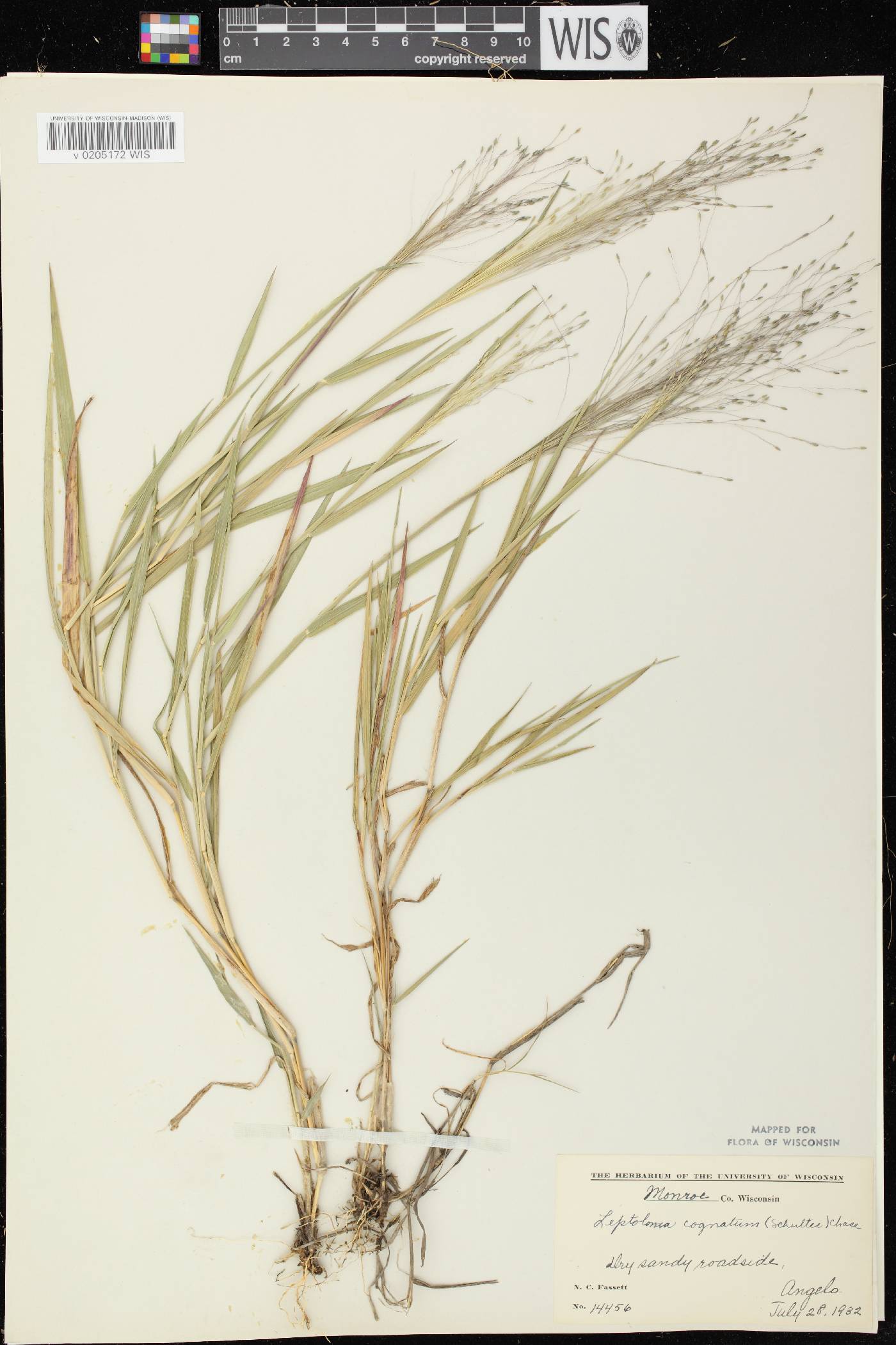 Digitaria cognata image