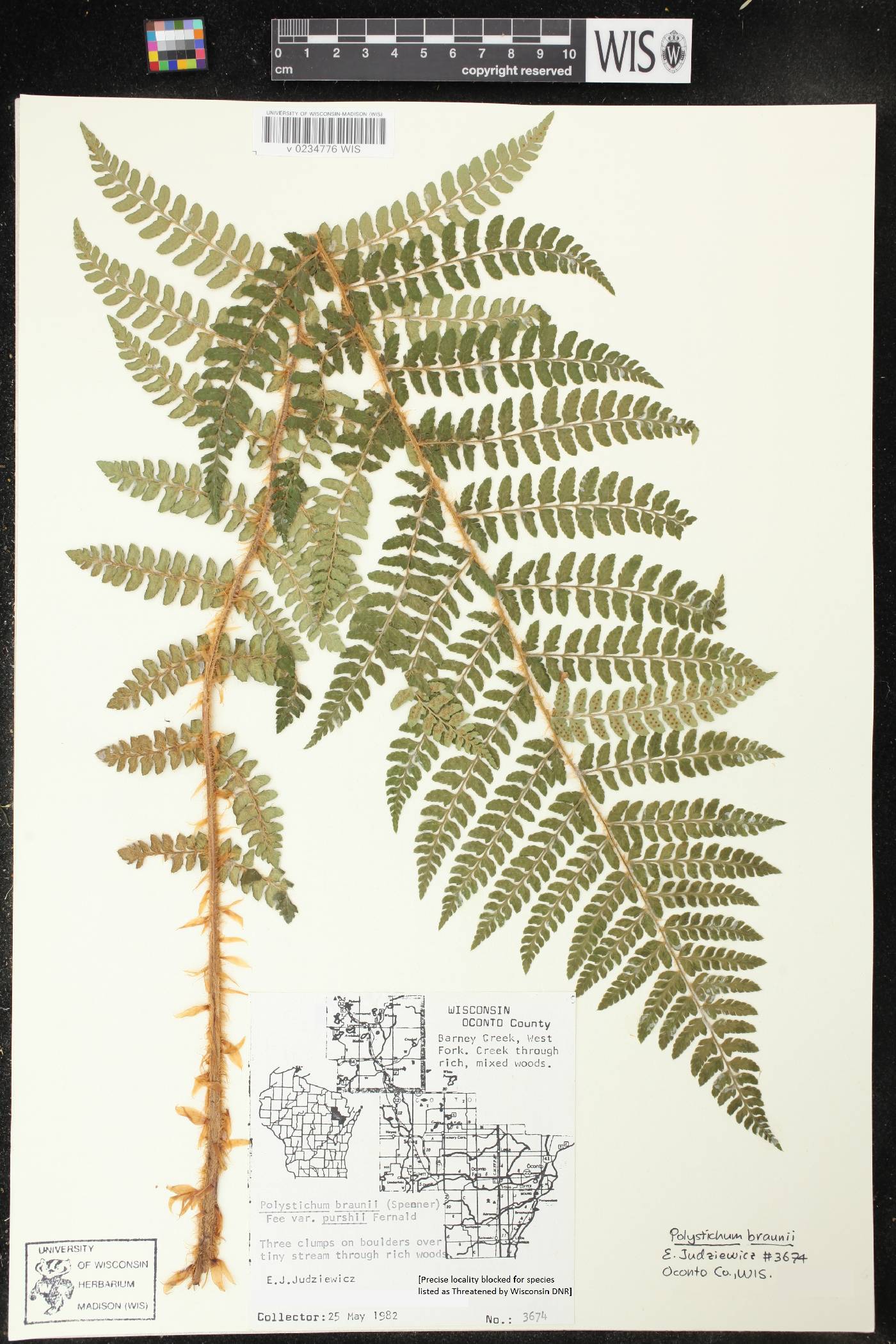 Polystichum braunii image