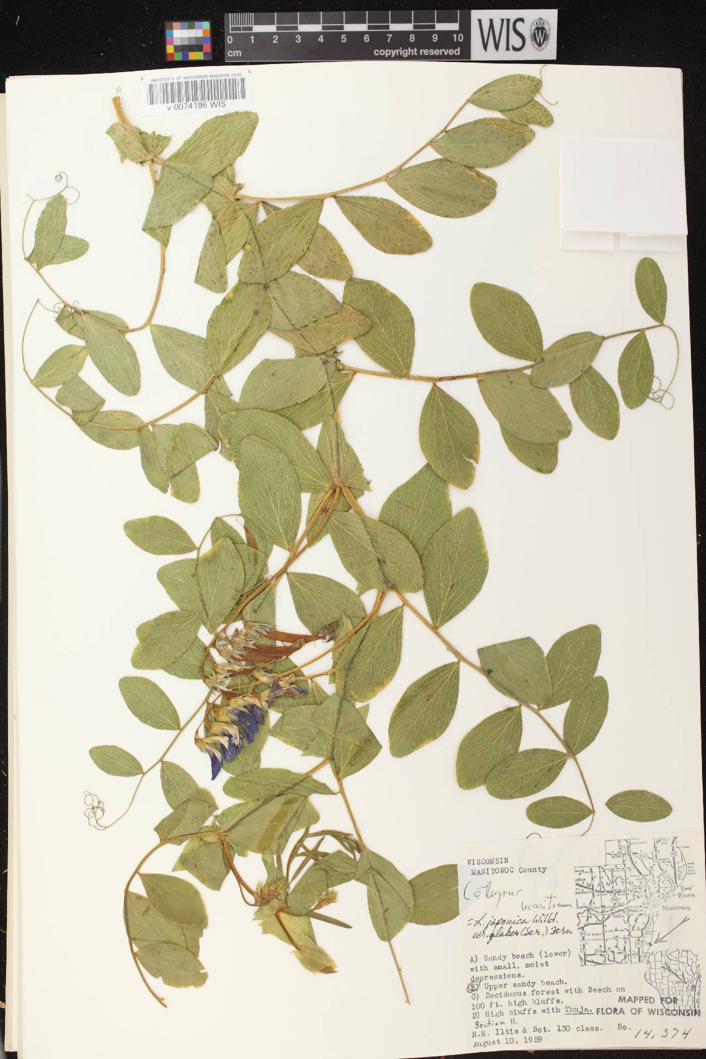 Lathyrus japonicus image