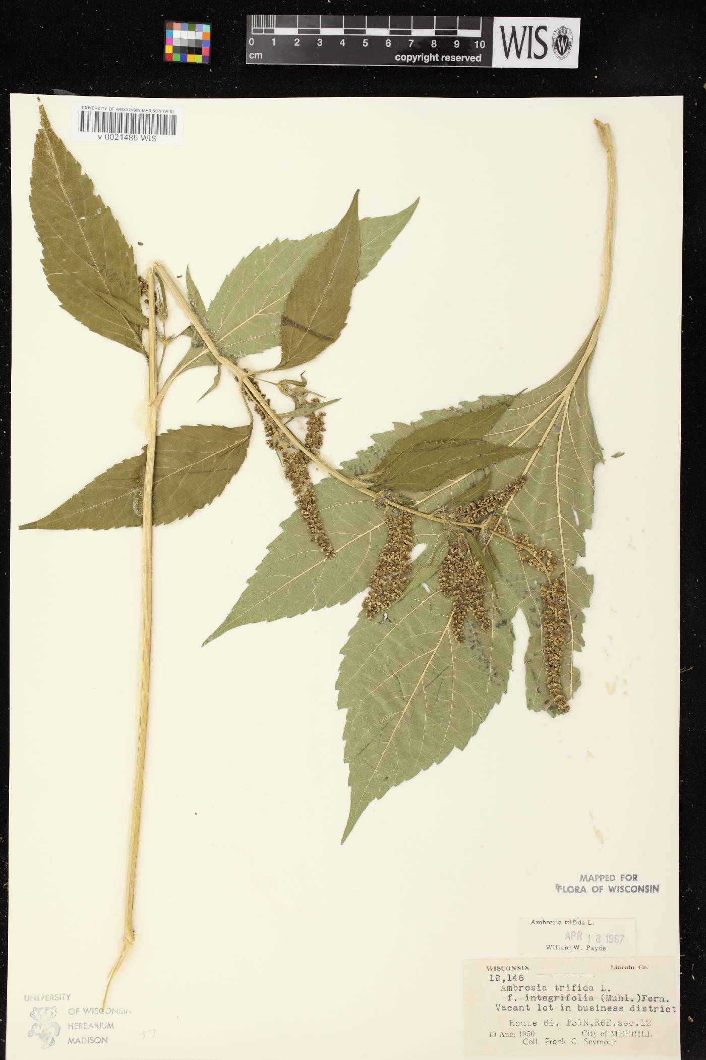 Ambrosia trifida image