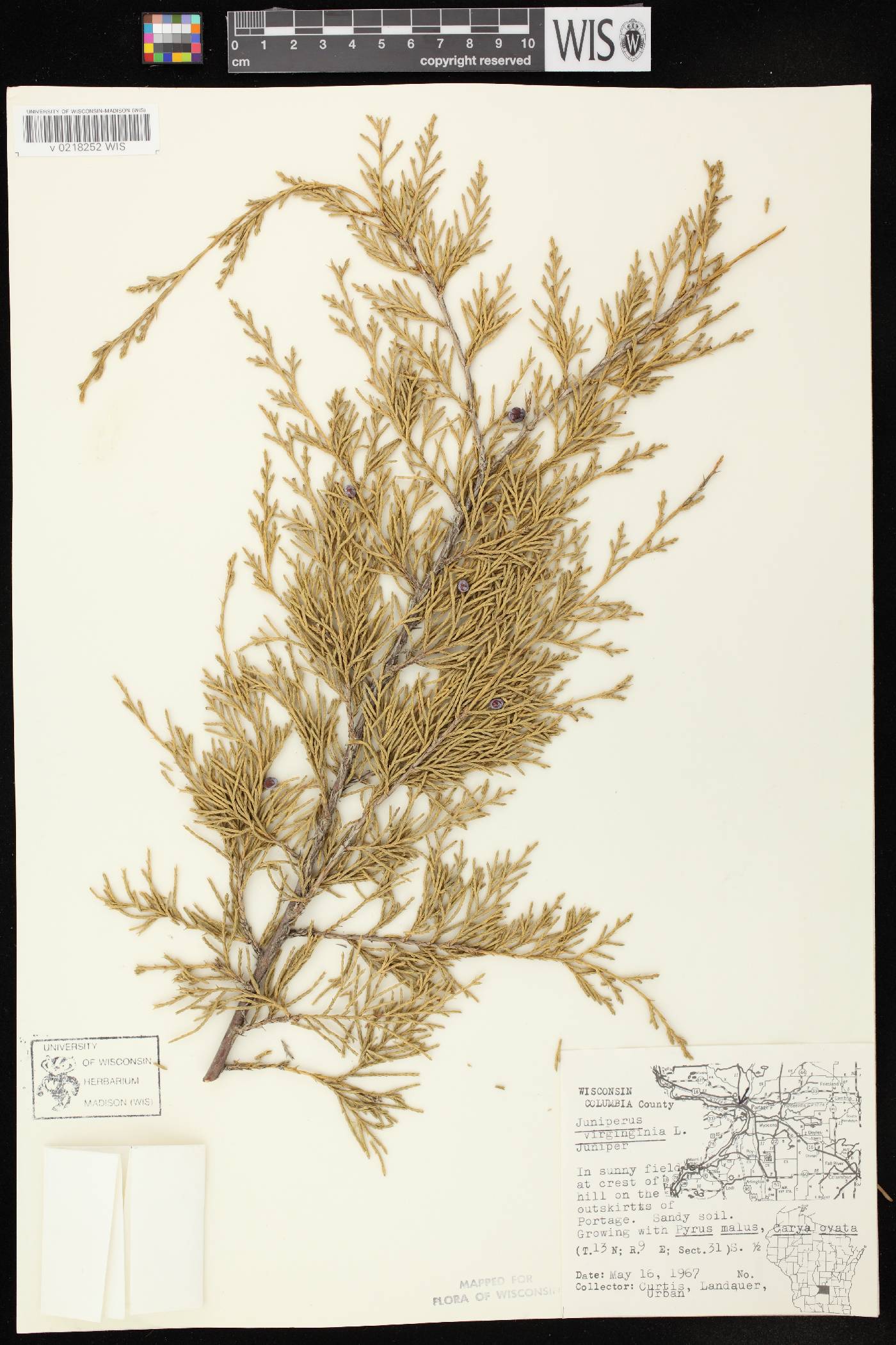 Juniperus virginiana var. virginiana image