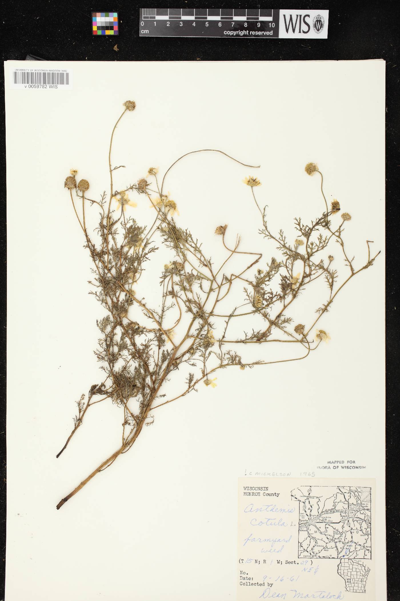 Anthemis cotula image