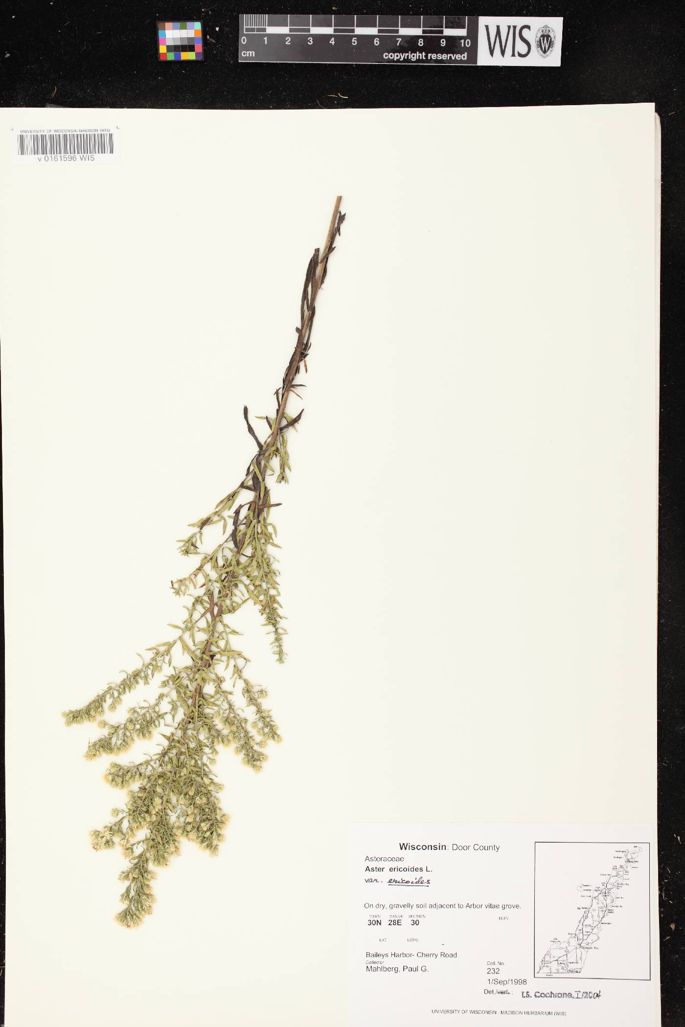 Symphyotrichum ericoides var. ericoides image