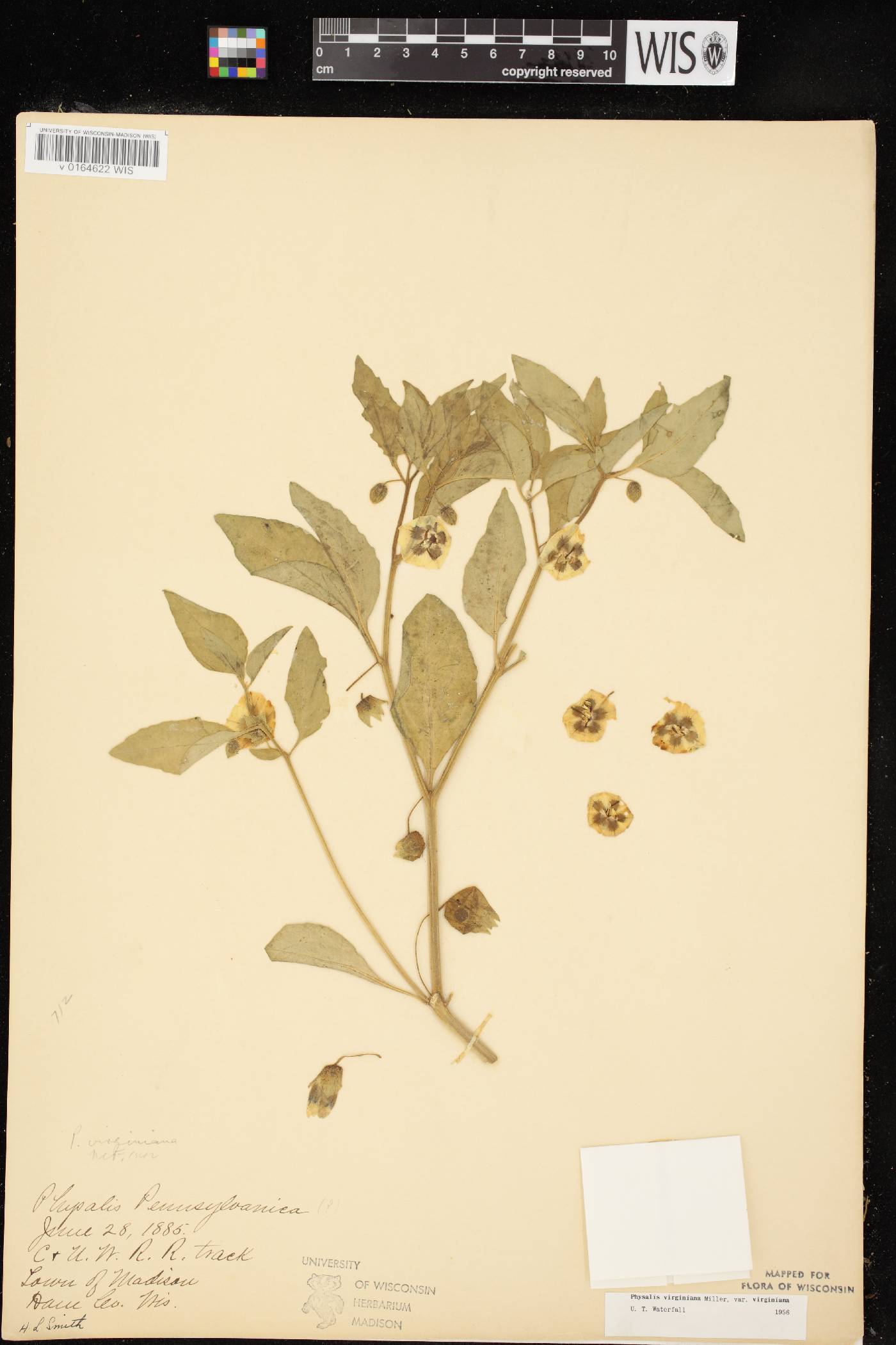 Physalis virginiana image