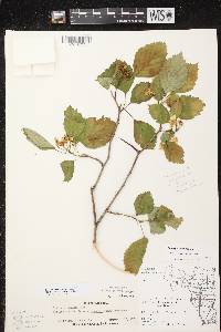 Image of Crataegus scabrida