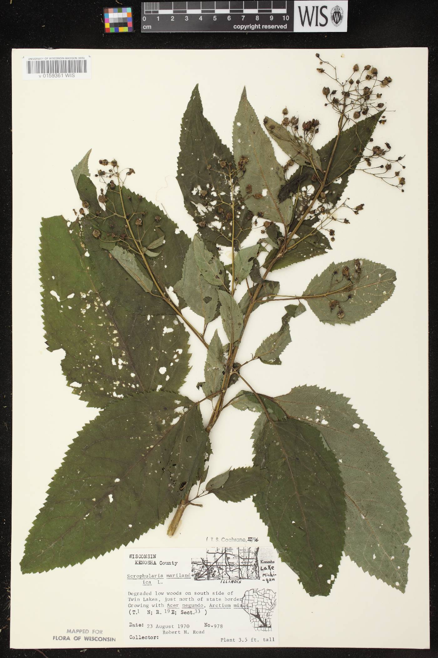 Scrophularia marilandica image