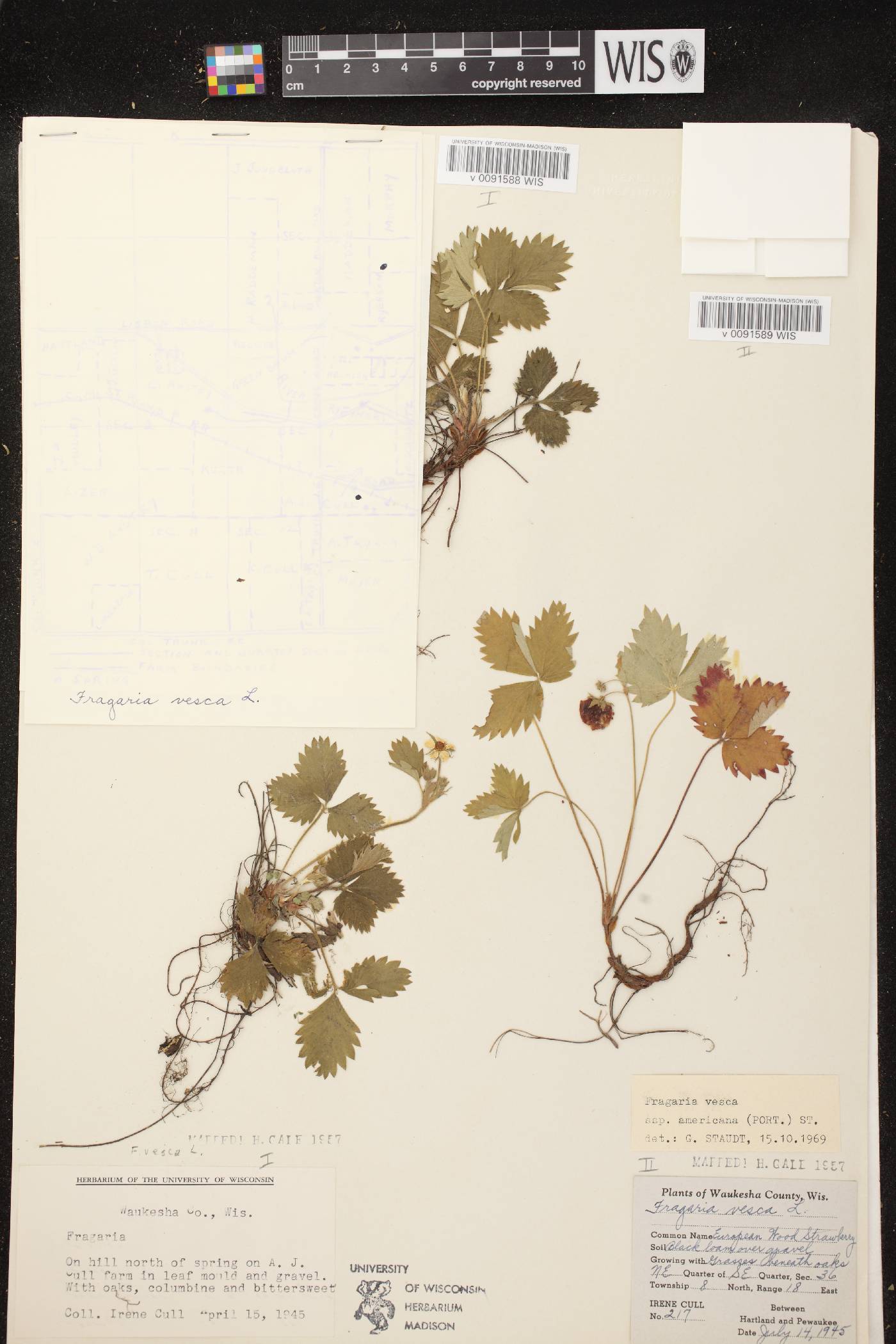 Fragaria vesca subsp. americana image