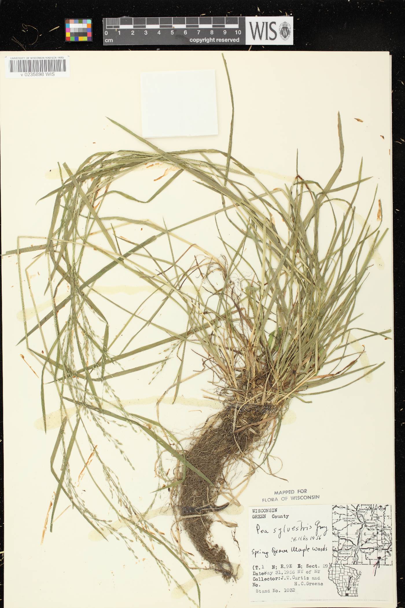 Poa sylvestris image