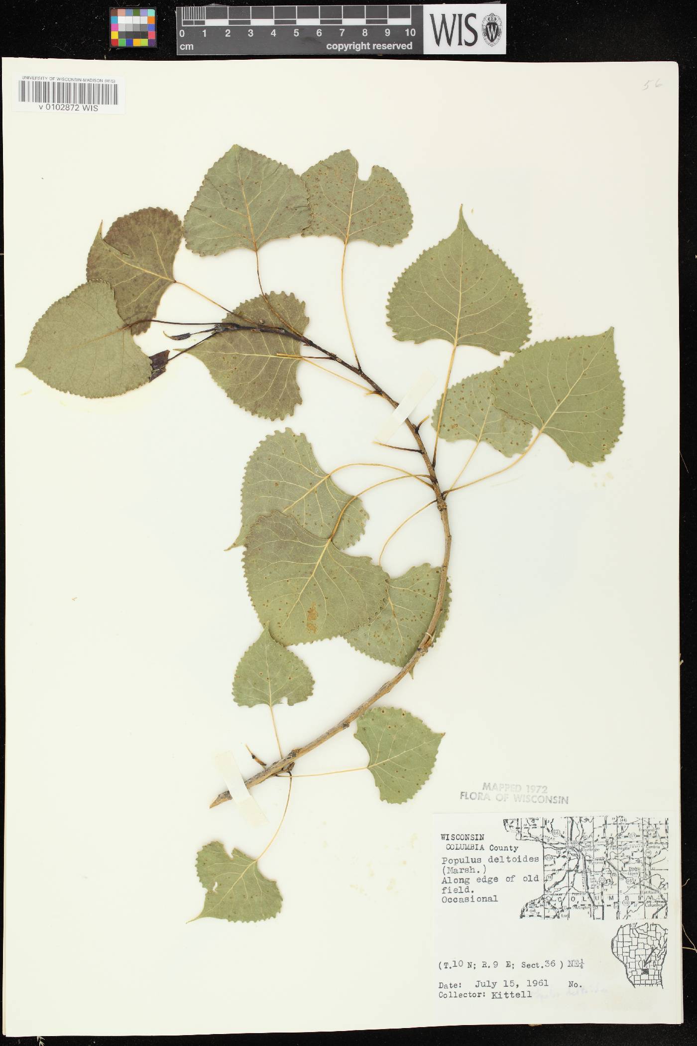 Populus deltoides subsp. monilifera image
