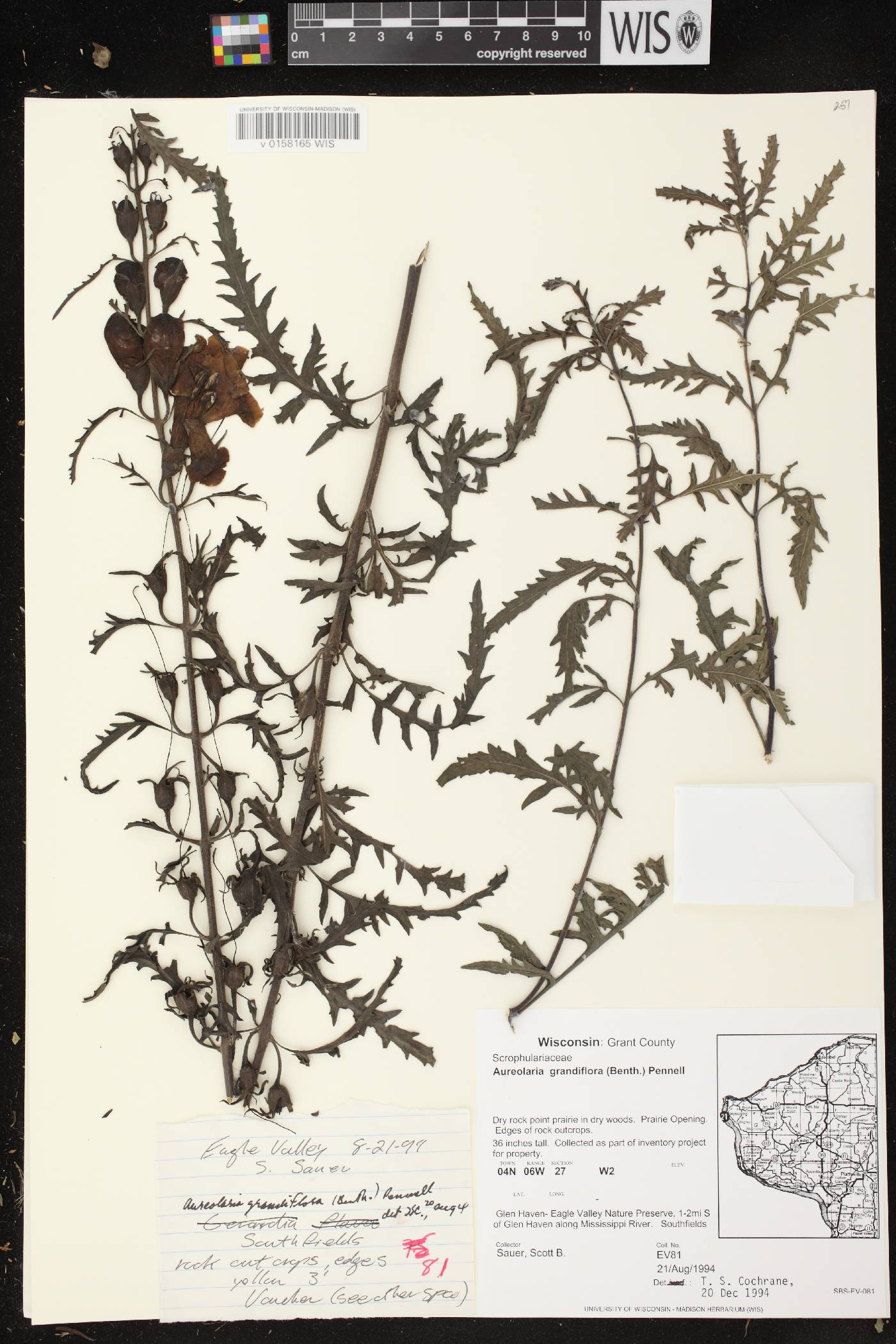 Aureolaria grandiflora var. pulchra image