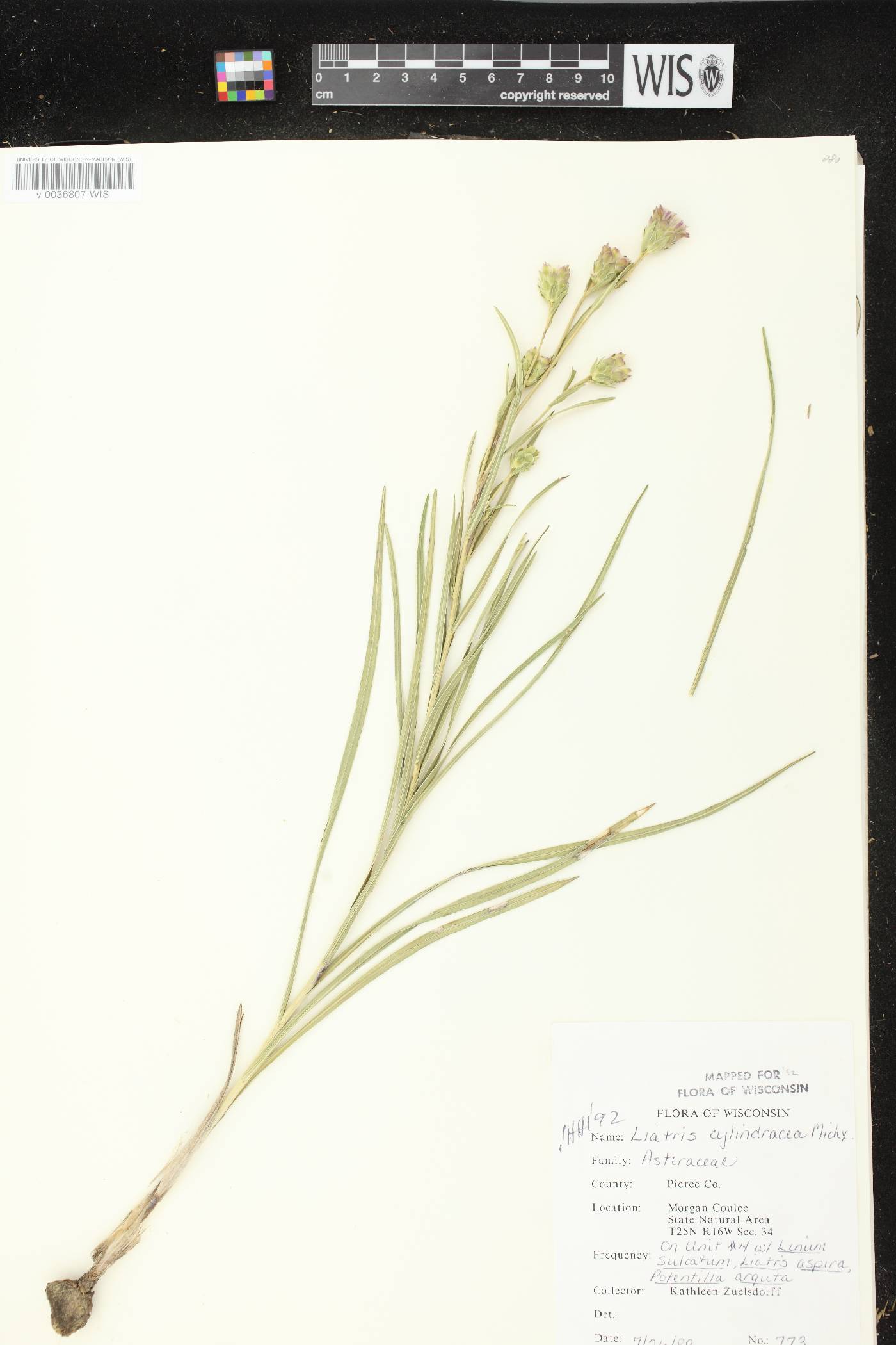 Liatris cylindracea image