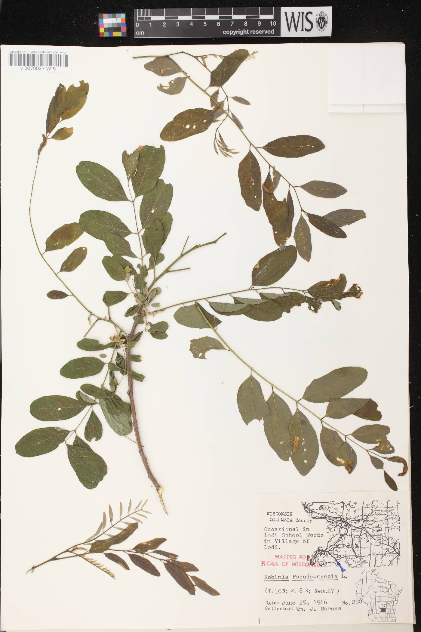 Robinia pseudoacacia image