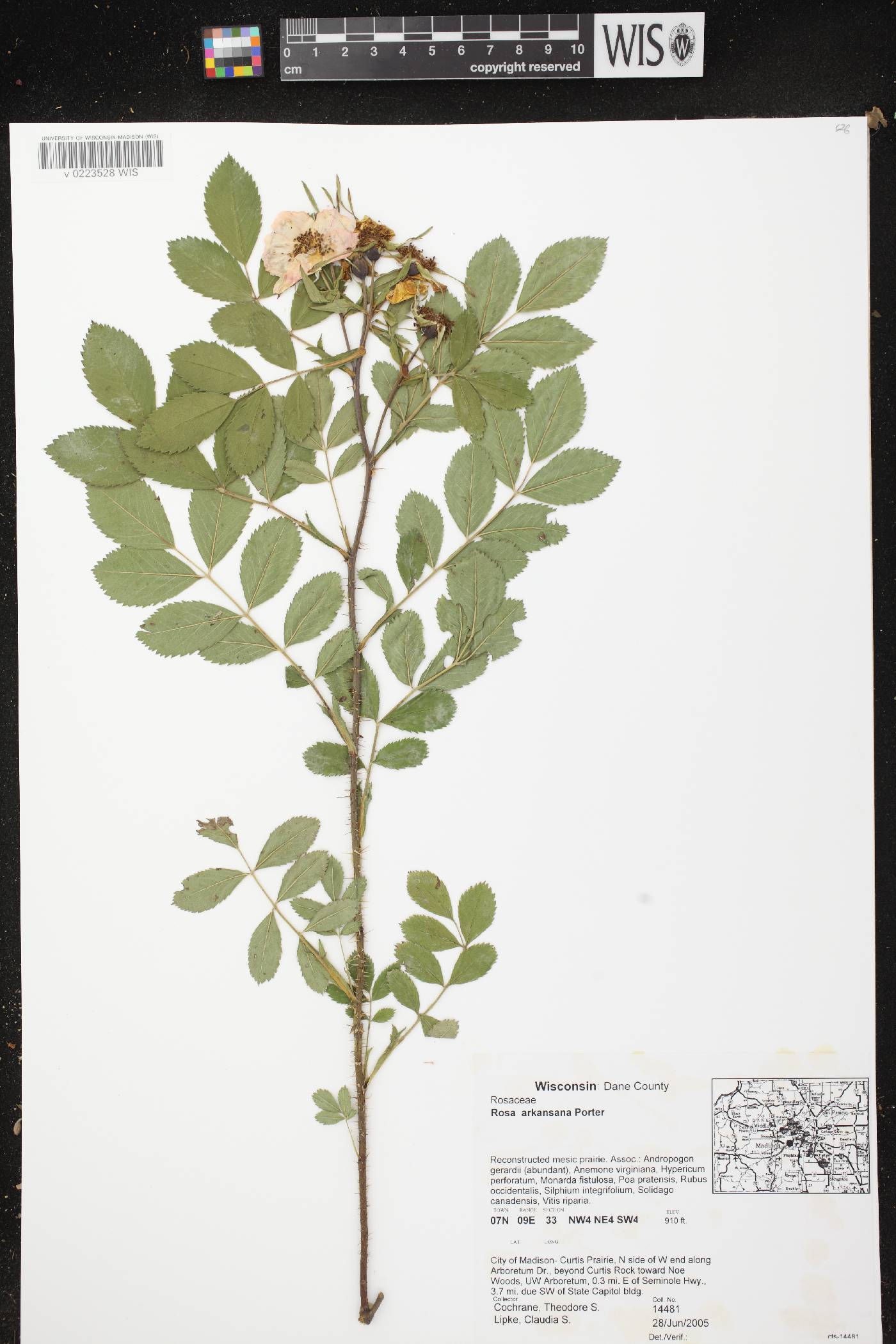 Rosa arkansana image