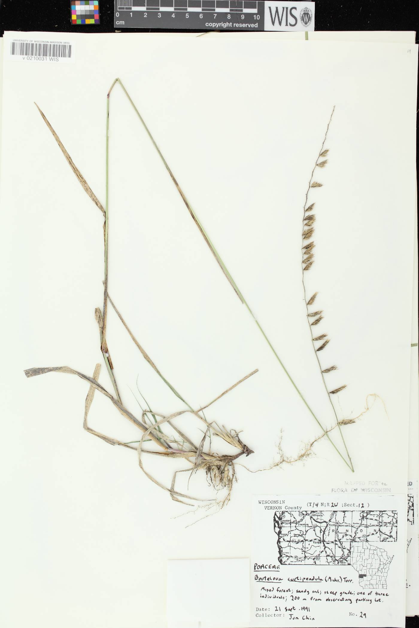 Bouteloua curtipendula image