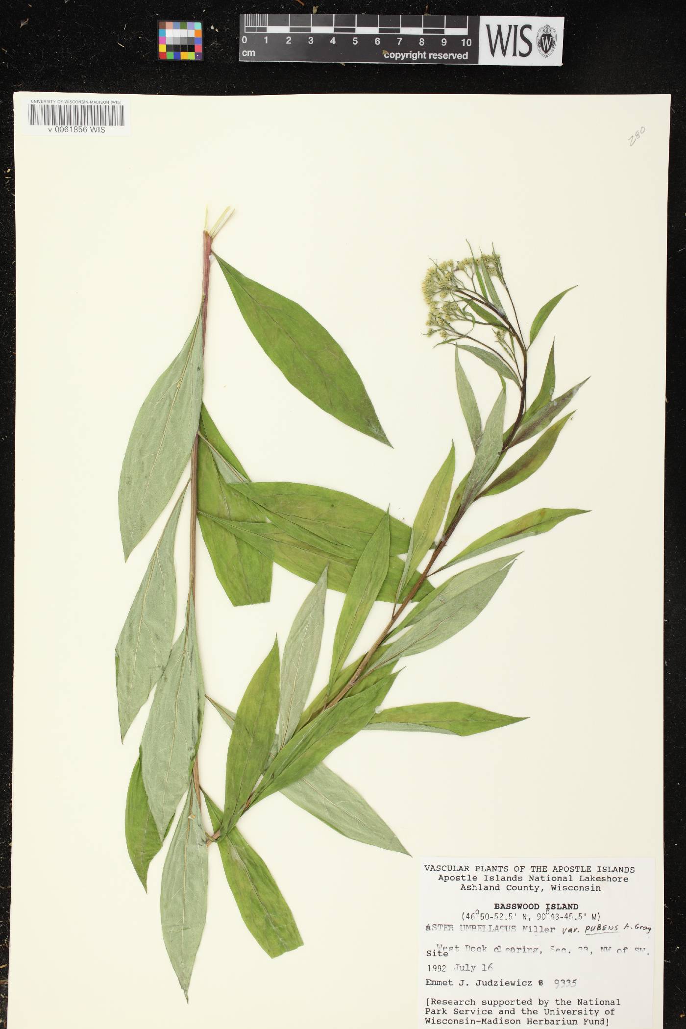 Doellingeria umbellata var. pubens image
