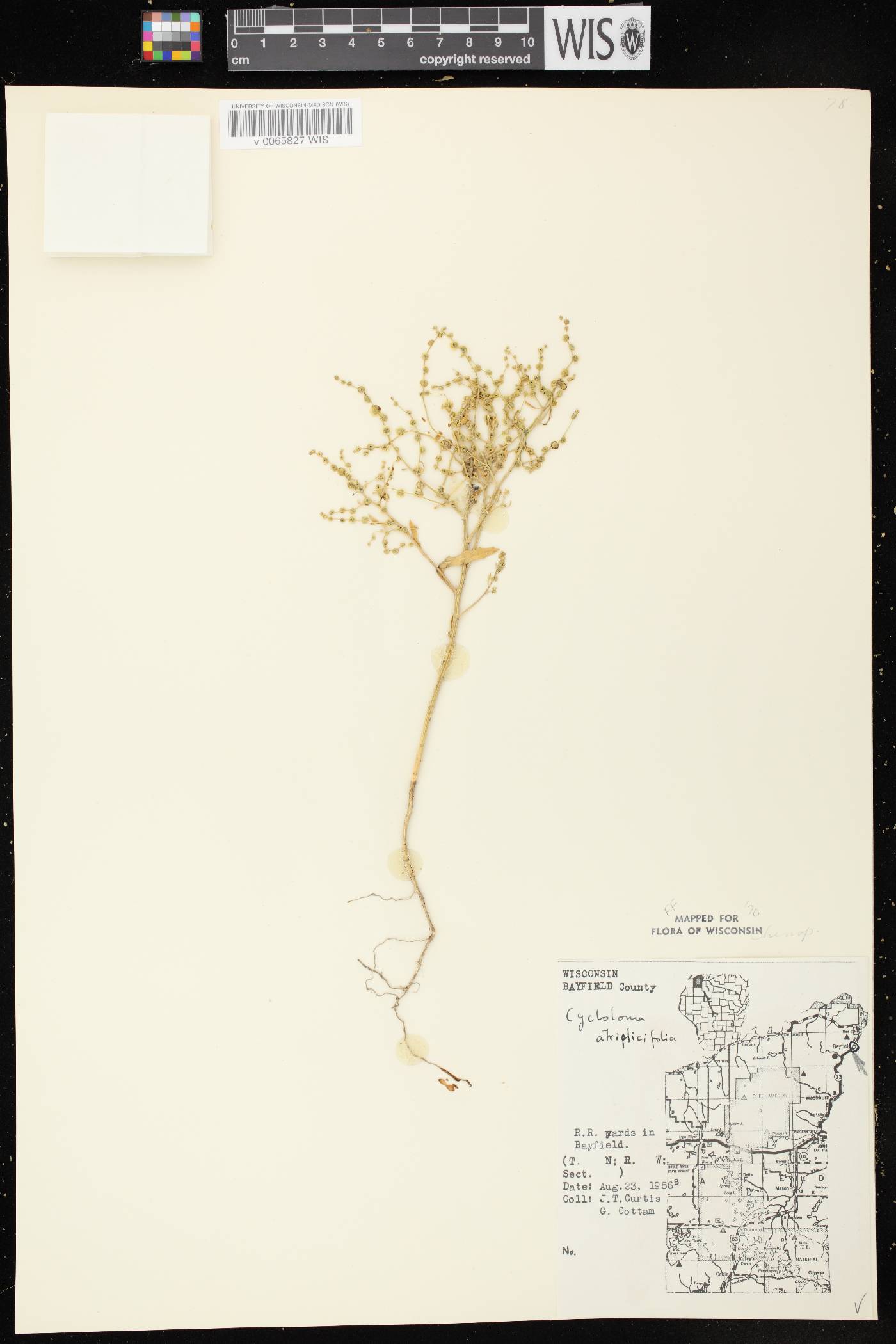 Cycloloma atriplicifolium image