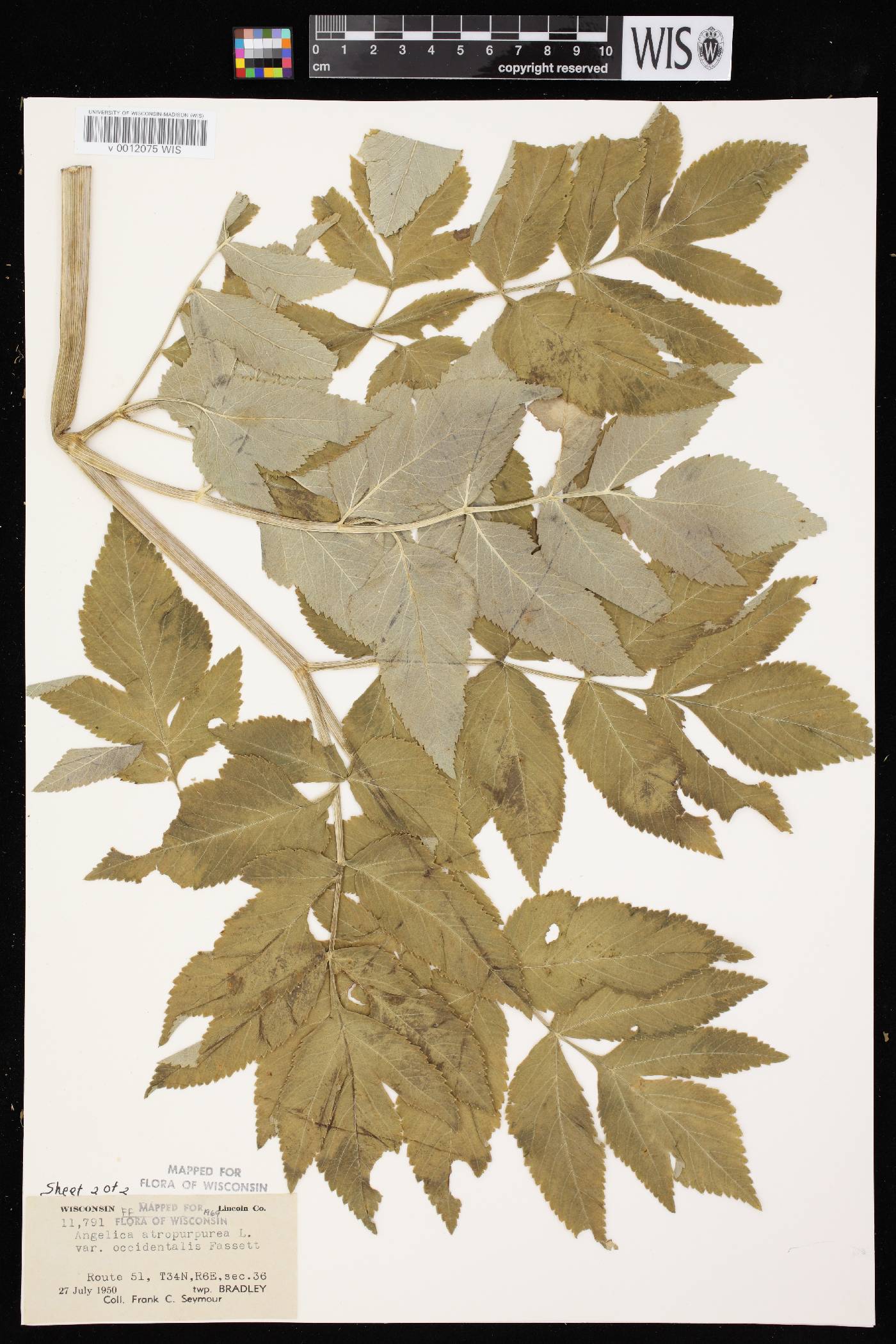 Angelica atropurpurea var. occidentalis image