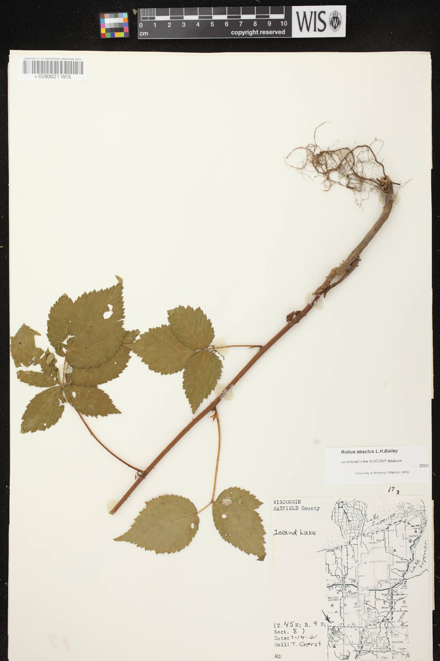 Rubus pensilvanicus image
