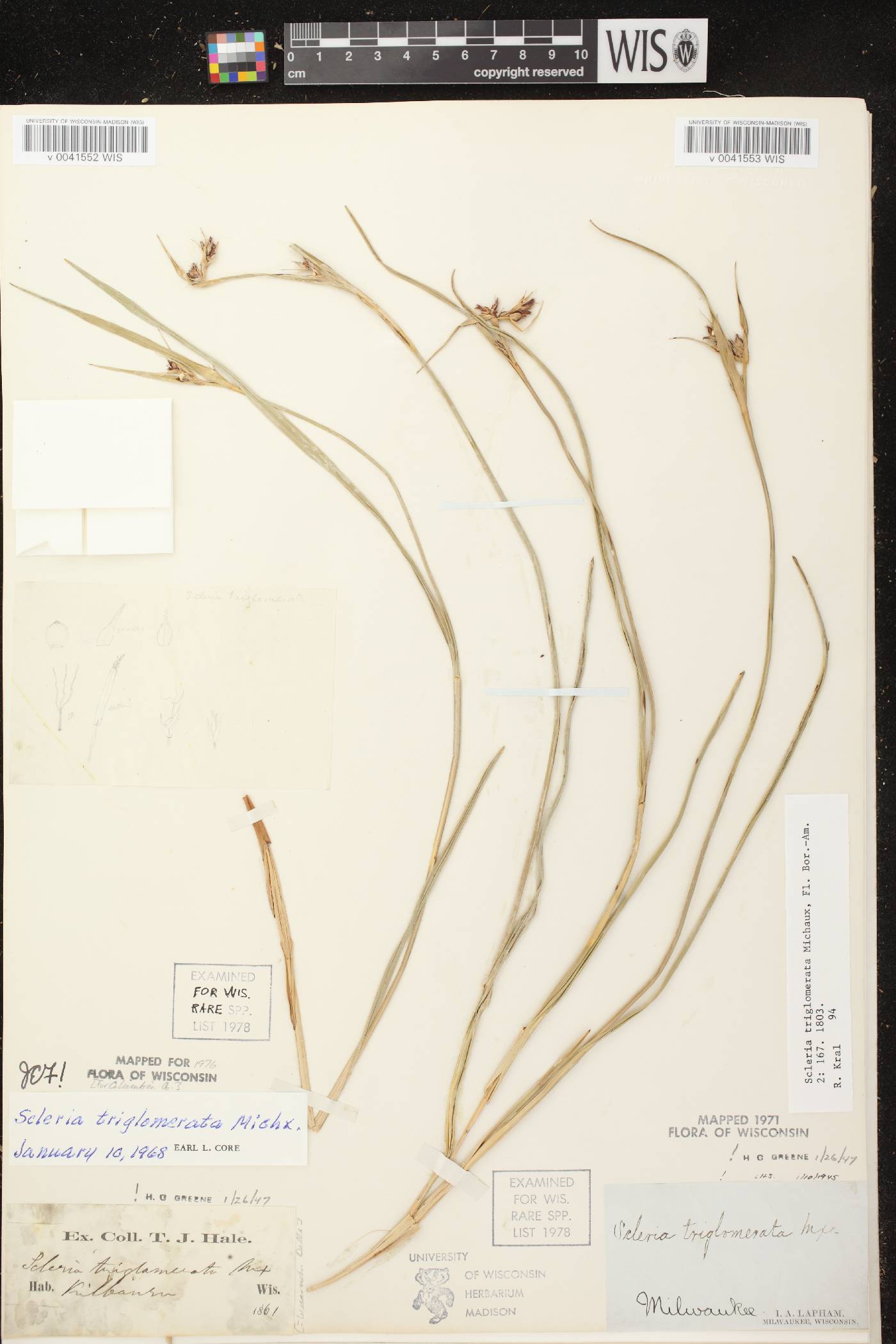 Scleria triglomerata image