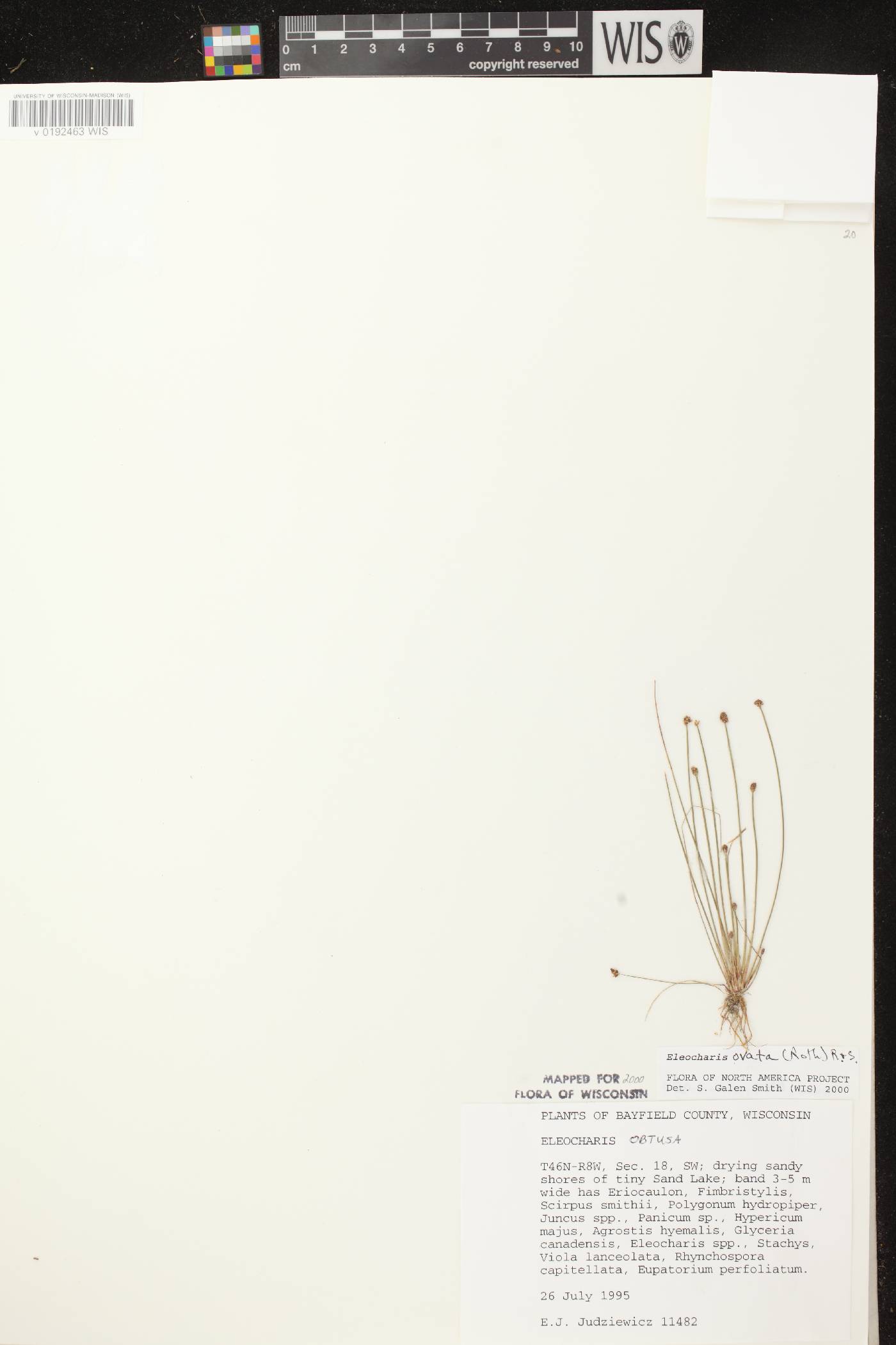Eleocharis ovata image