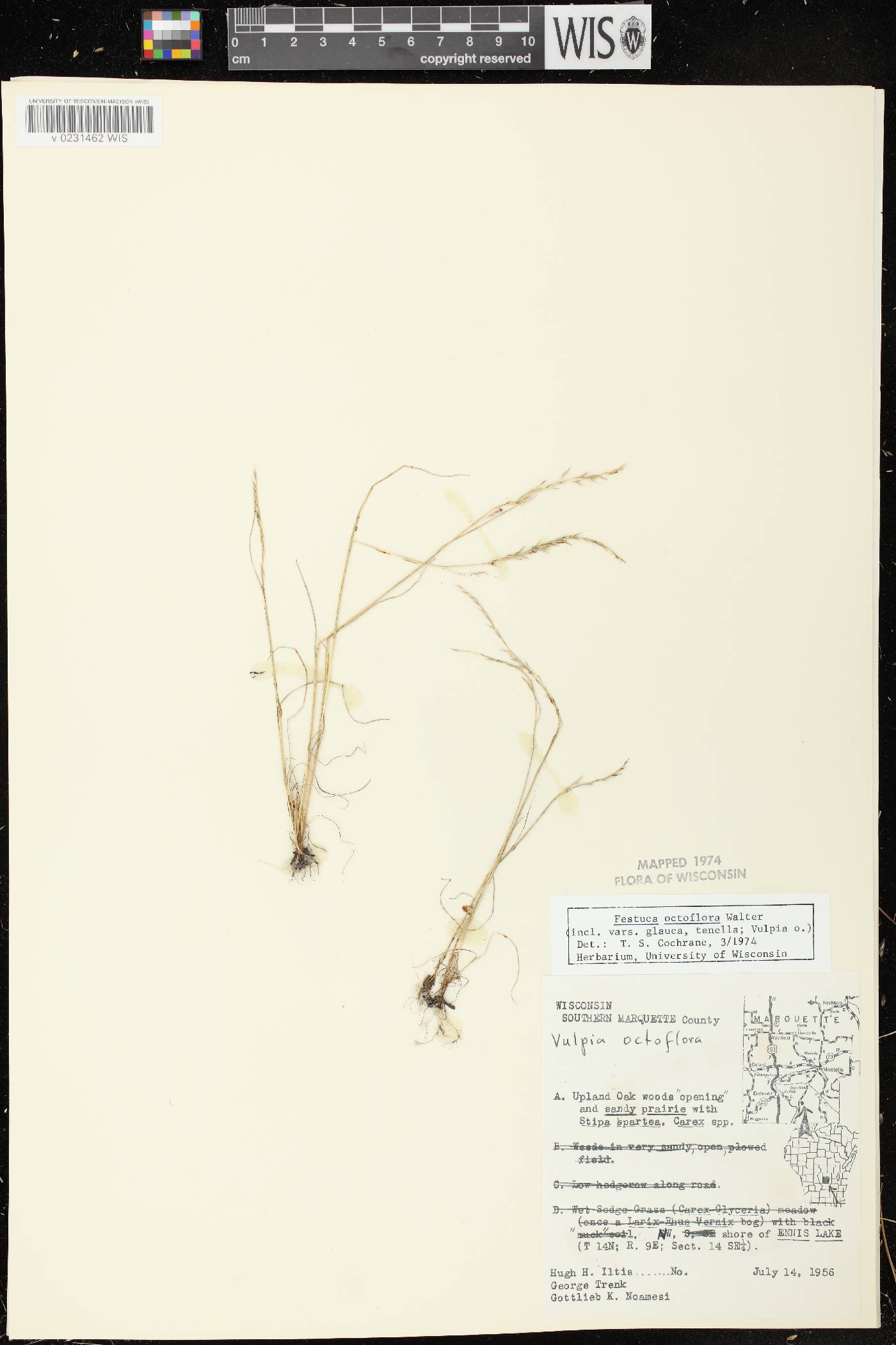Festuca octoflora var. glauca image