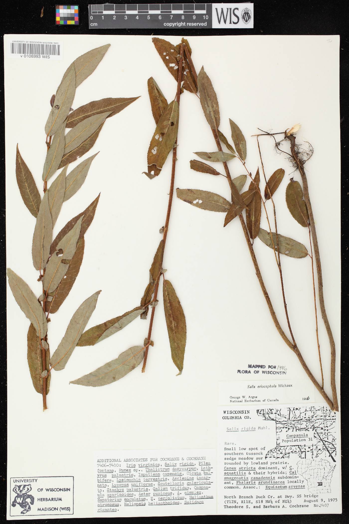 Salix eriocephala image