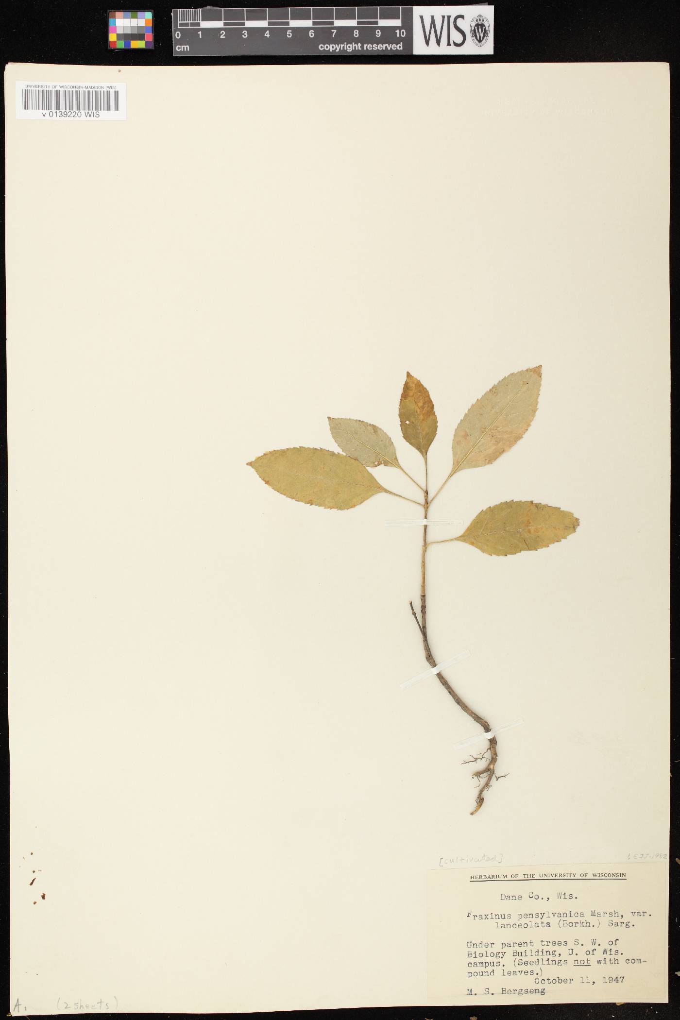 Fraxinus pennsylvanica image