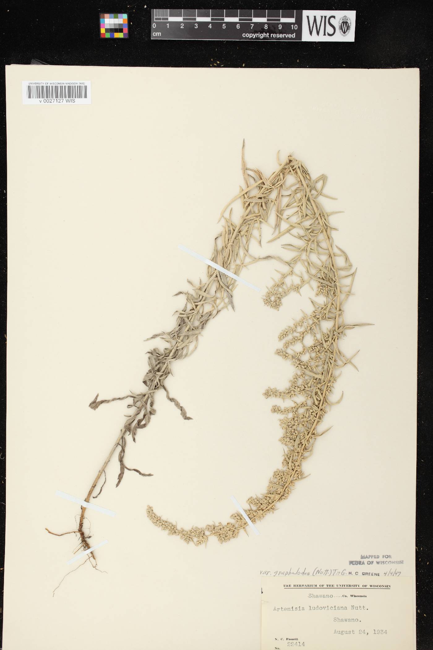 Artemisia ludoviciana image