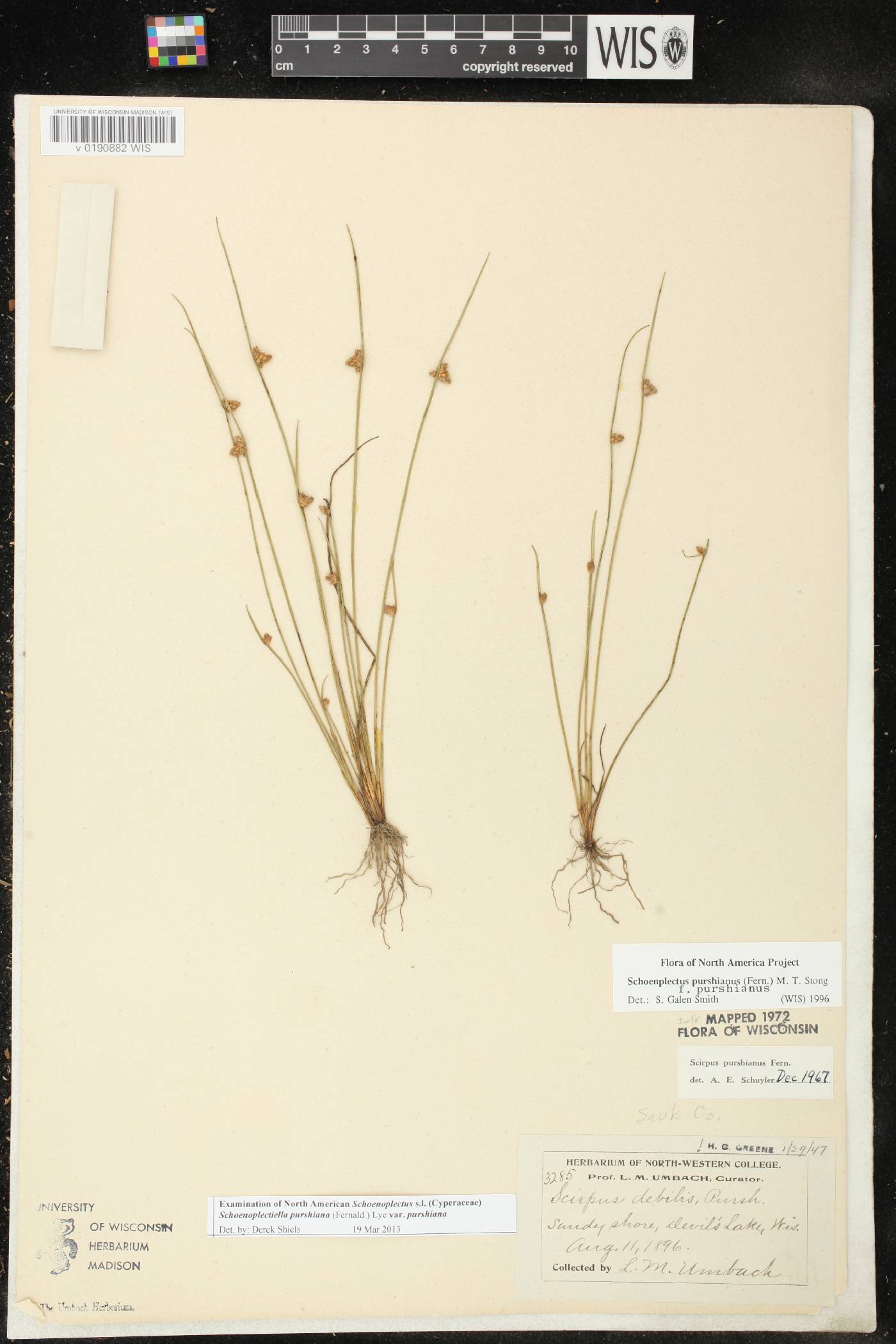 Schoenoplectus purshianus image