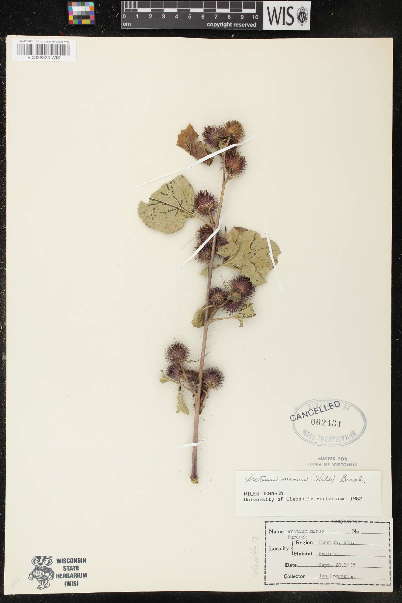 Arctium minus image