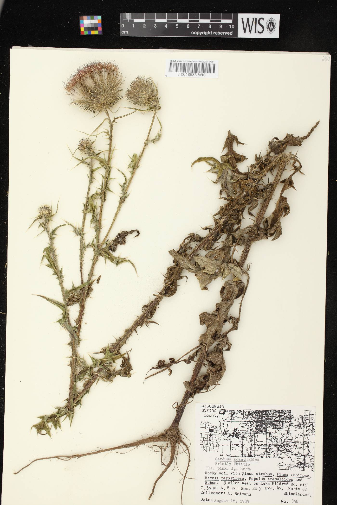 Carduus acanthoides subsp. acanthoides image