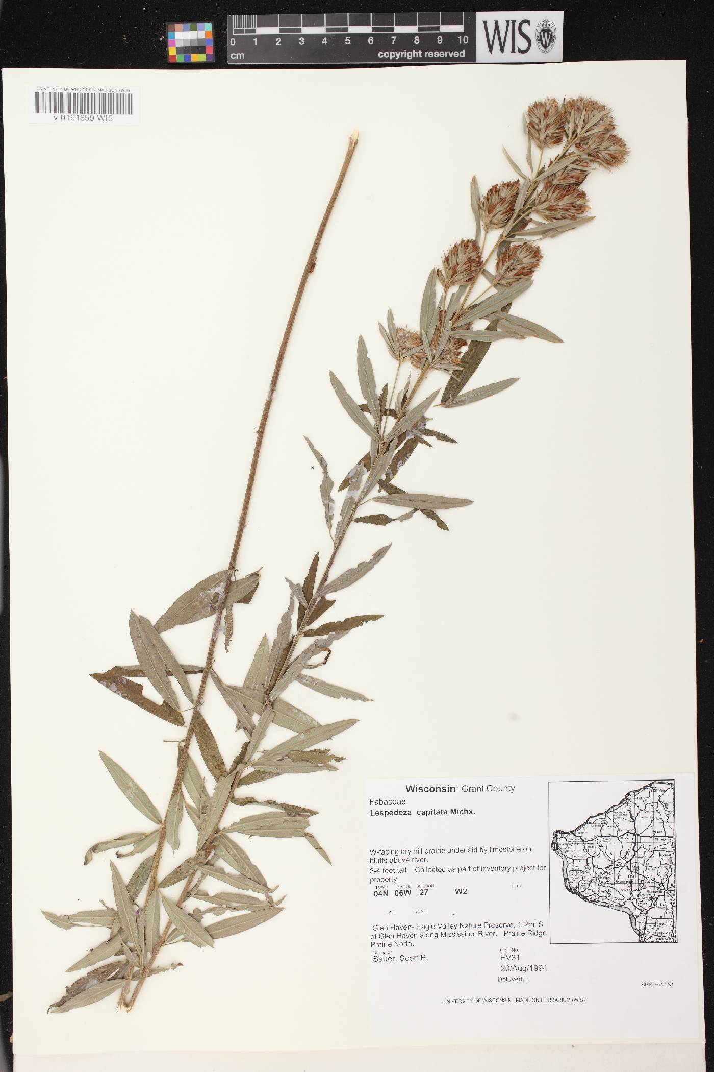 Lespedeza capitata image