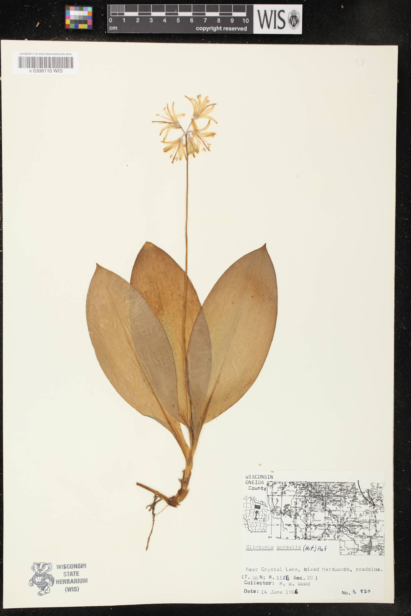 Clintonia borealis image
