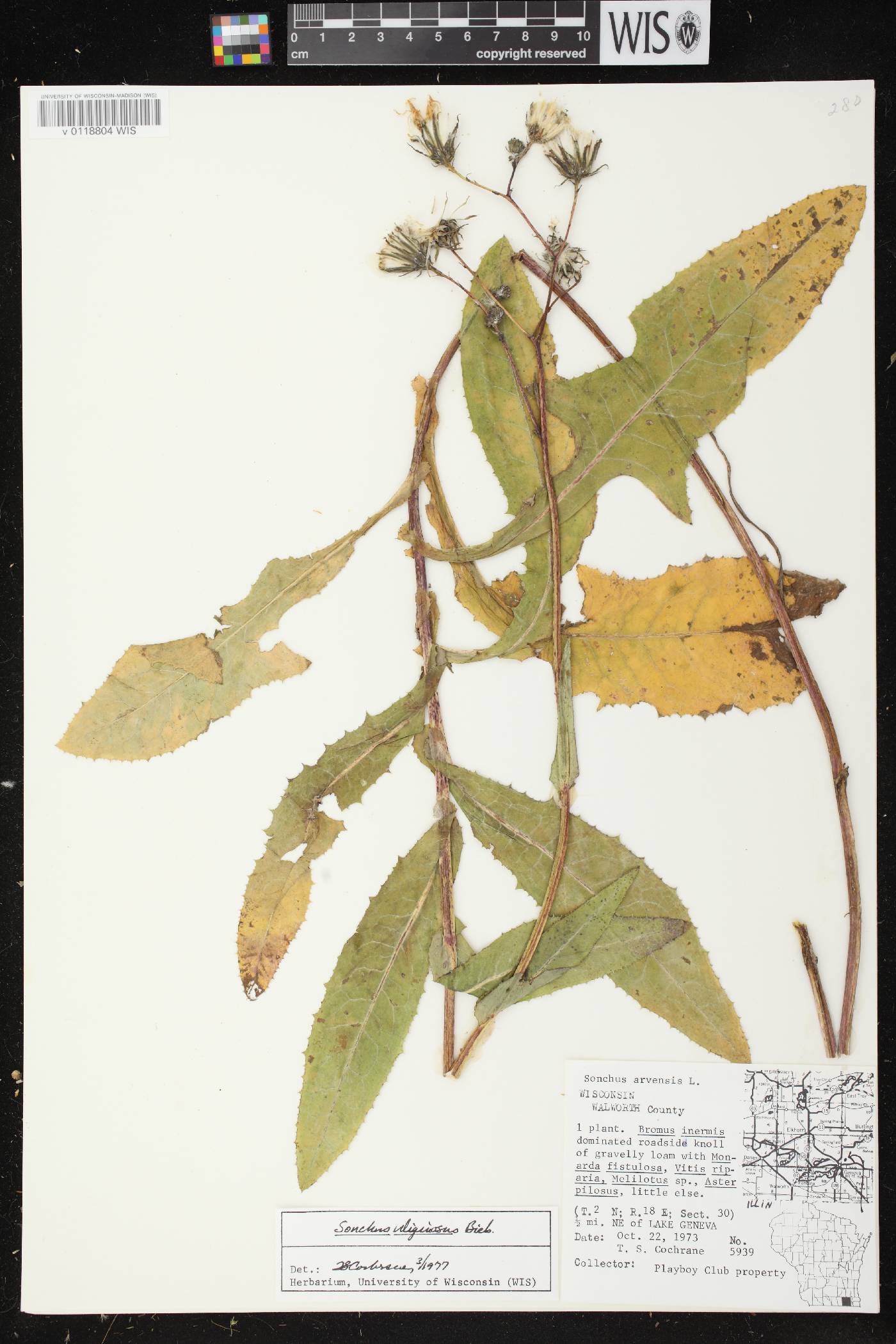Sonchus arvensis image