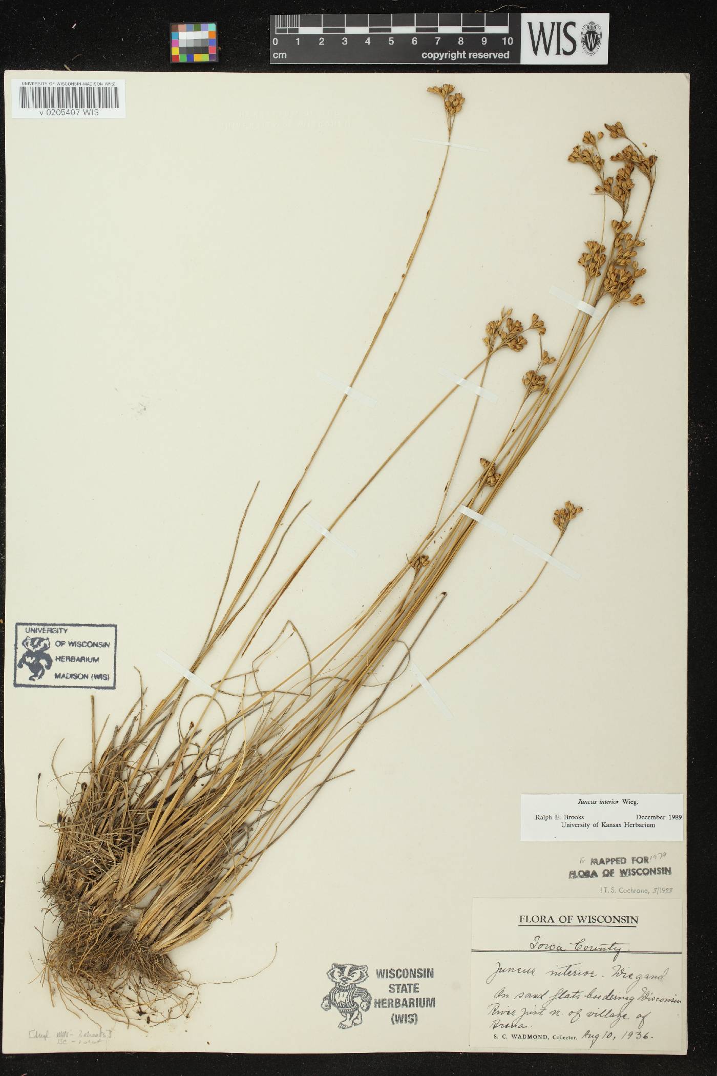 Juncus interior image