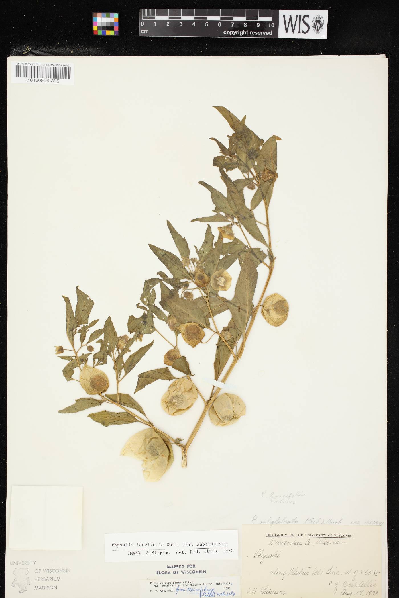 Physalis longifolia image